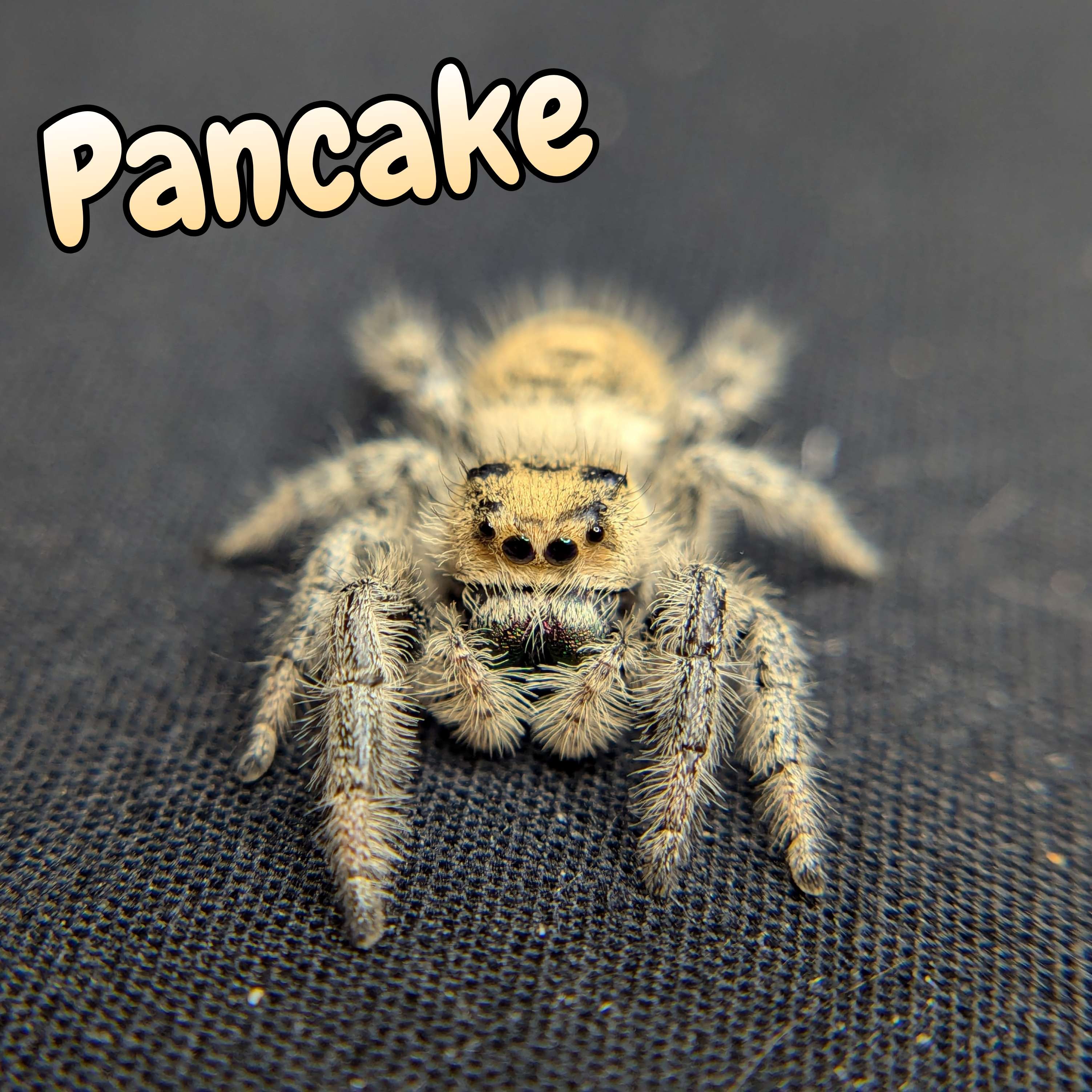 jumping spider for sale, pancake, front view