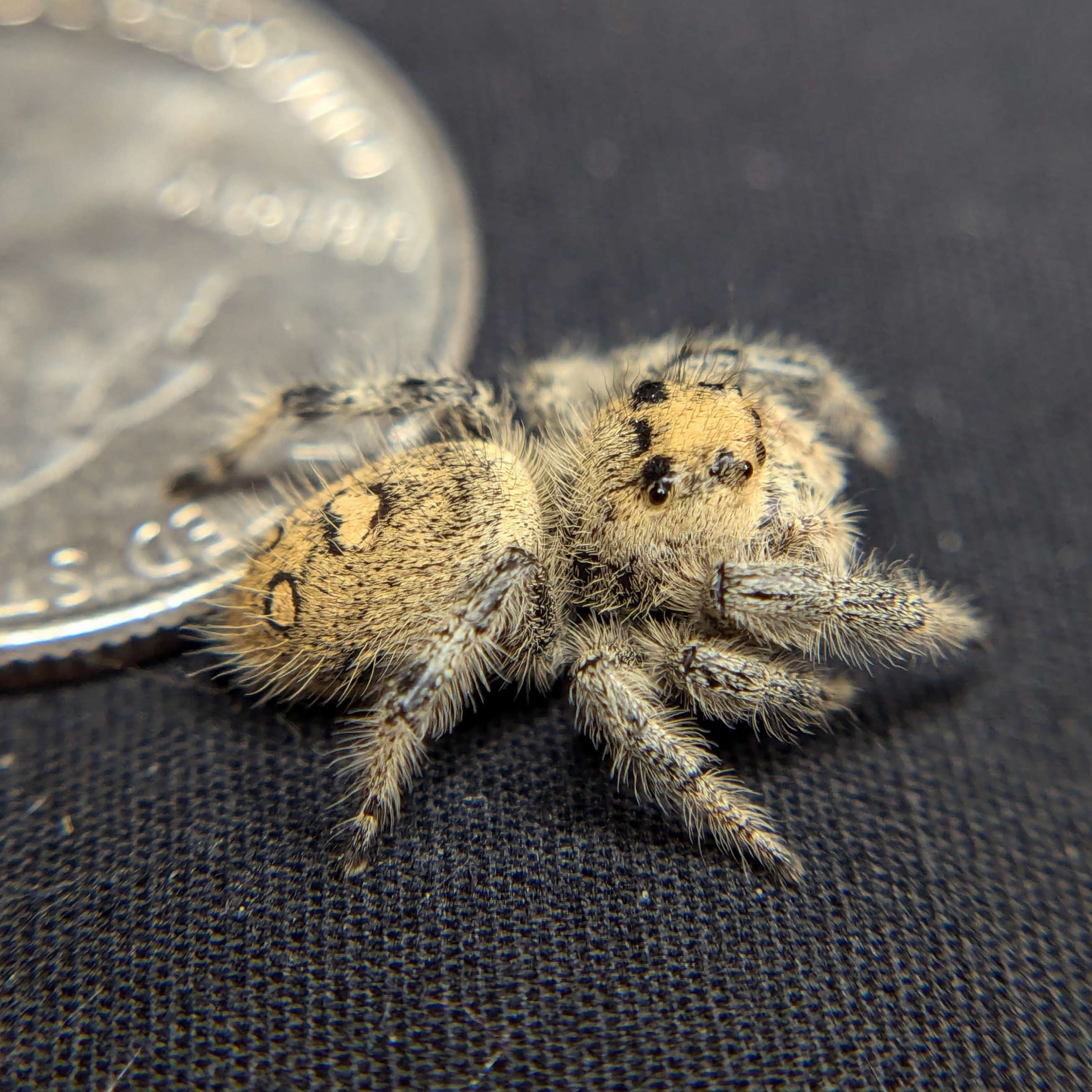 jumping spider for sale, pancake, back view