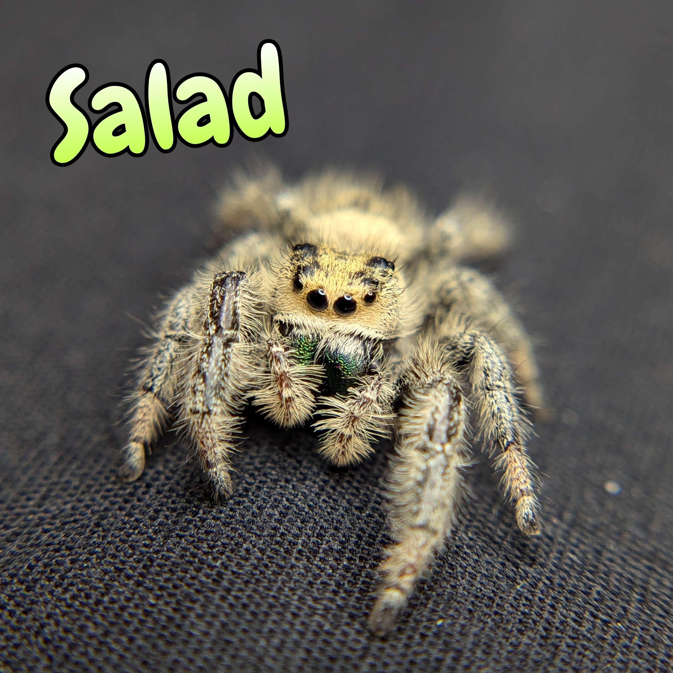 Regal Jumping Spider "Salad"