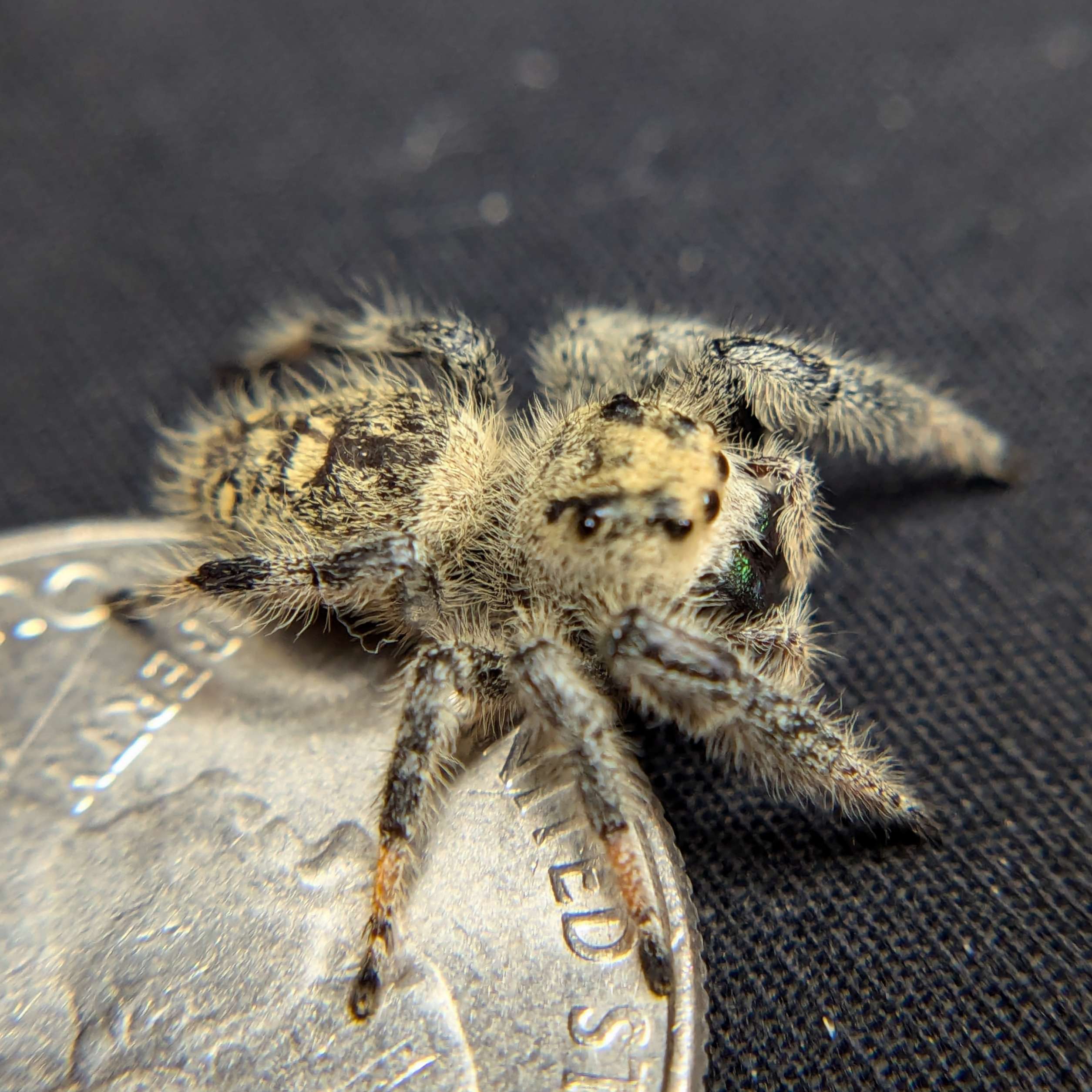 Regal Jumping Spider "Salad"