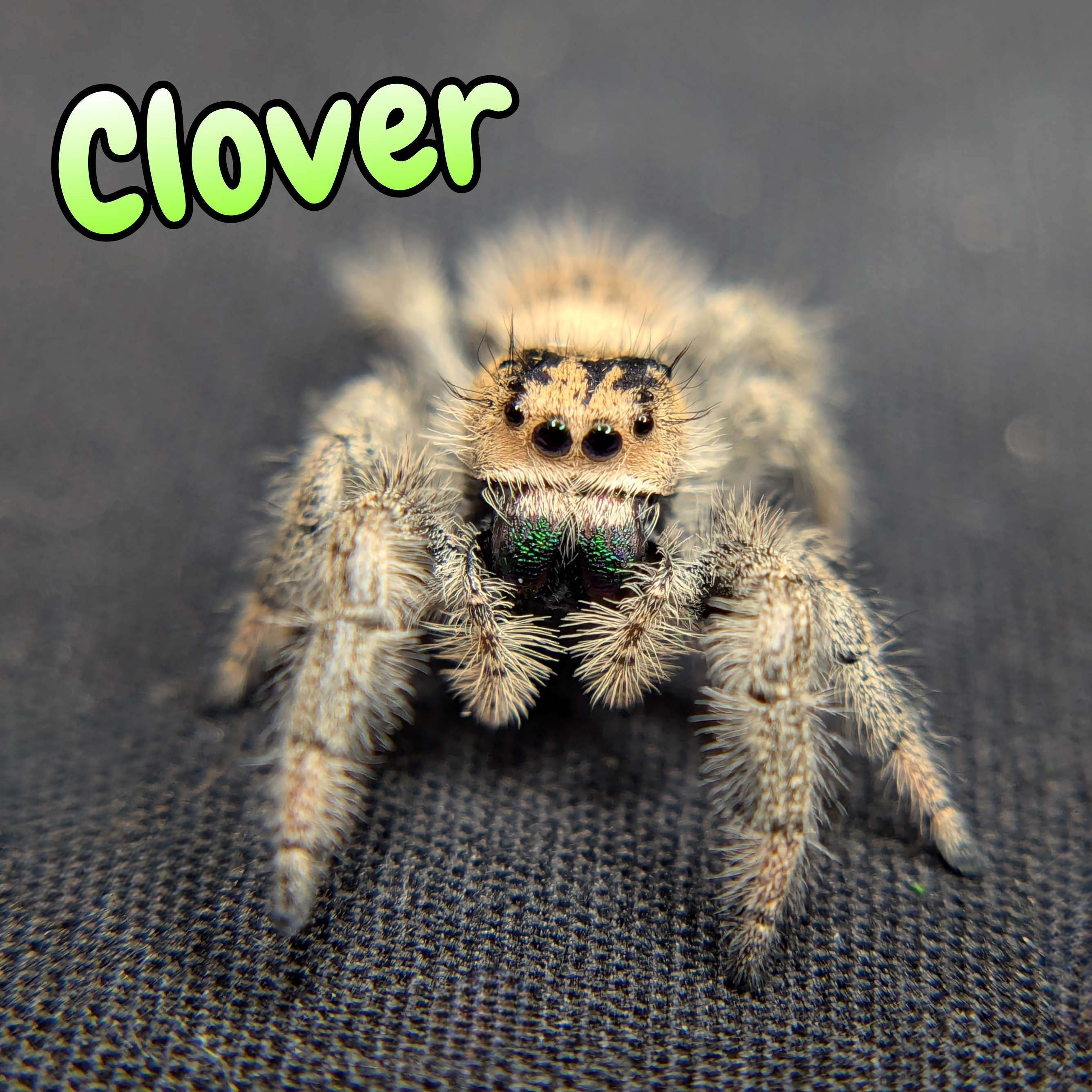 regal jumping spider for sale clover, front view