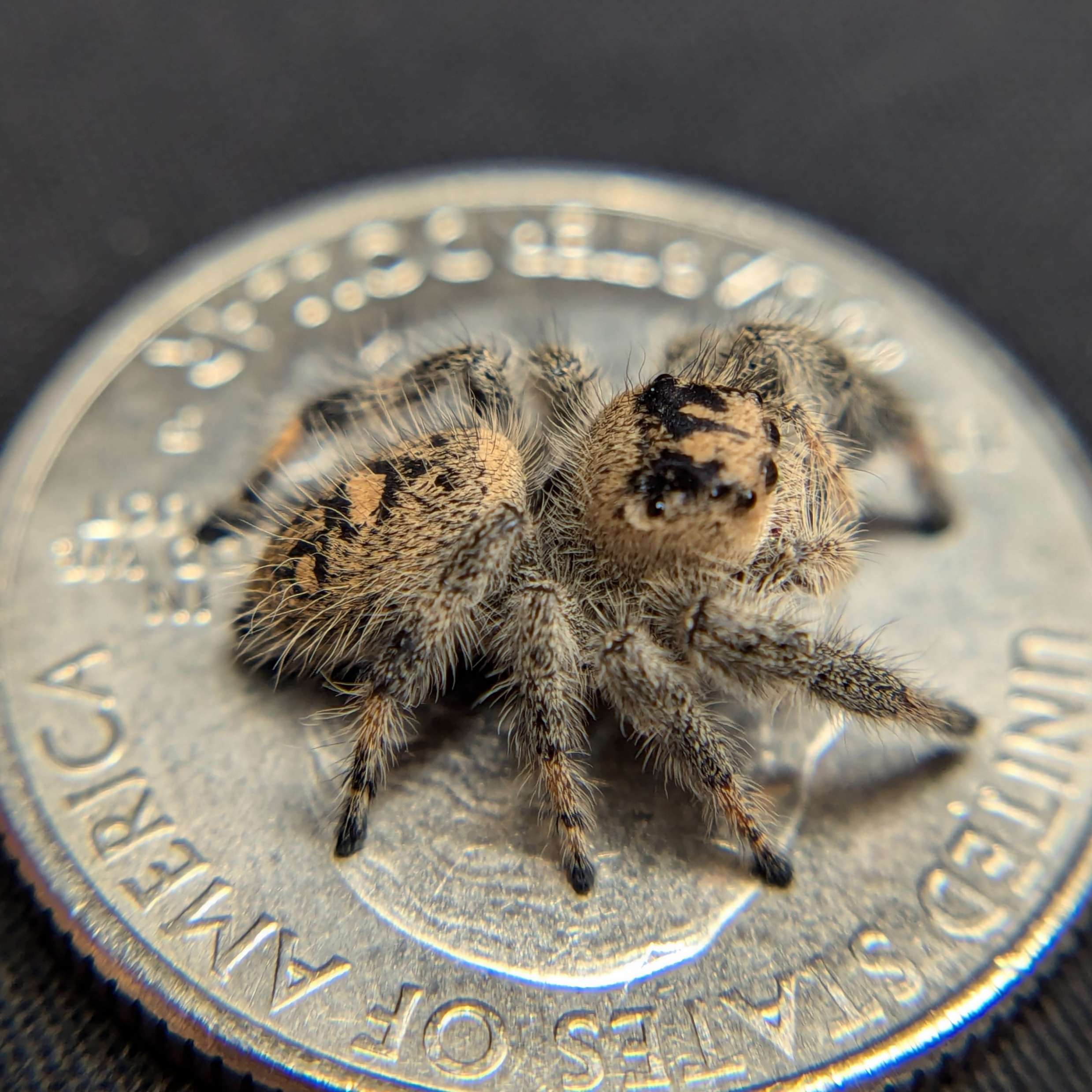 jumping spider for sale clover, back view