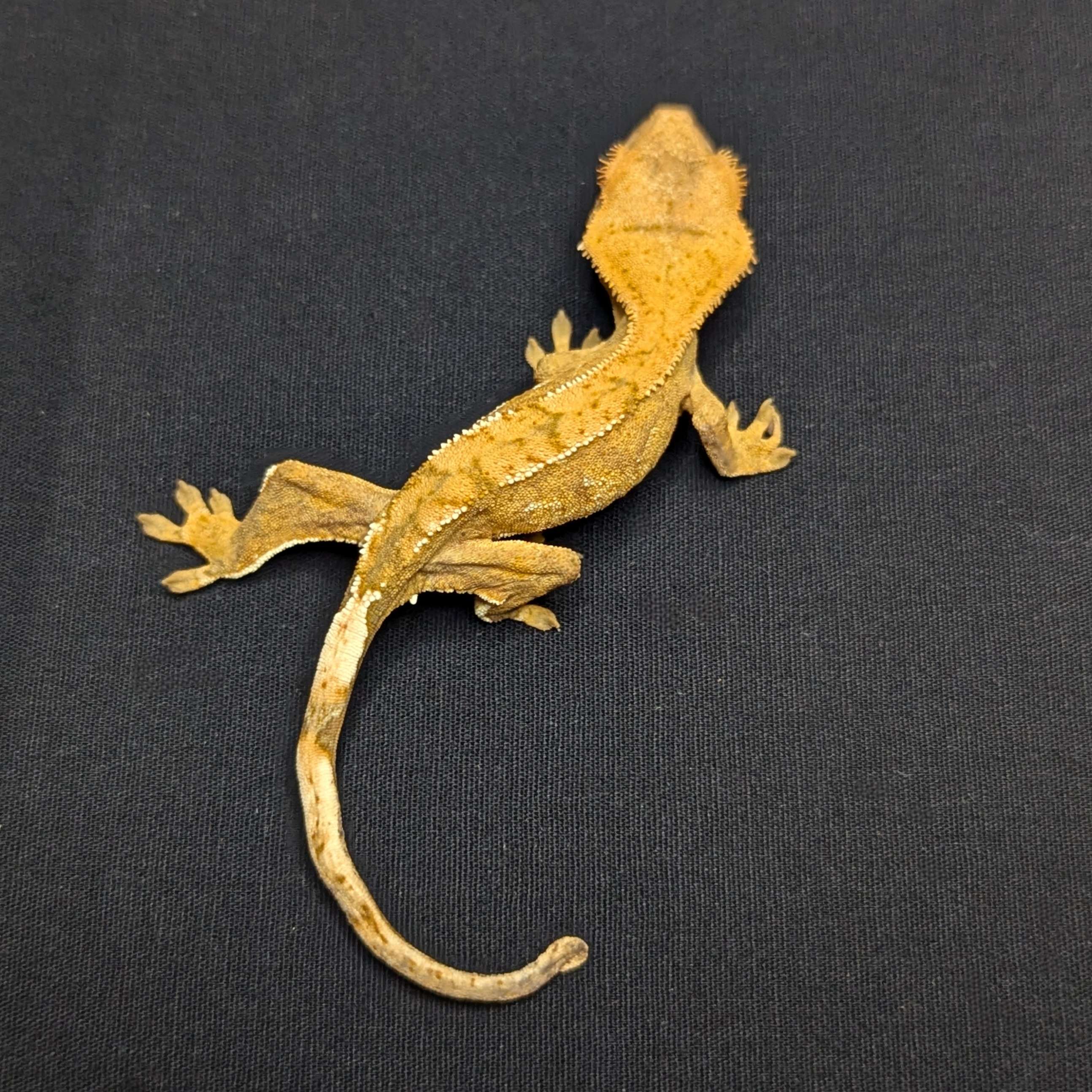 Juvenile Partial Pinstripe Crested Gecko "Papaya"
