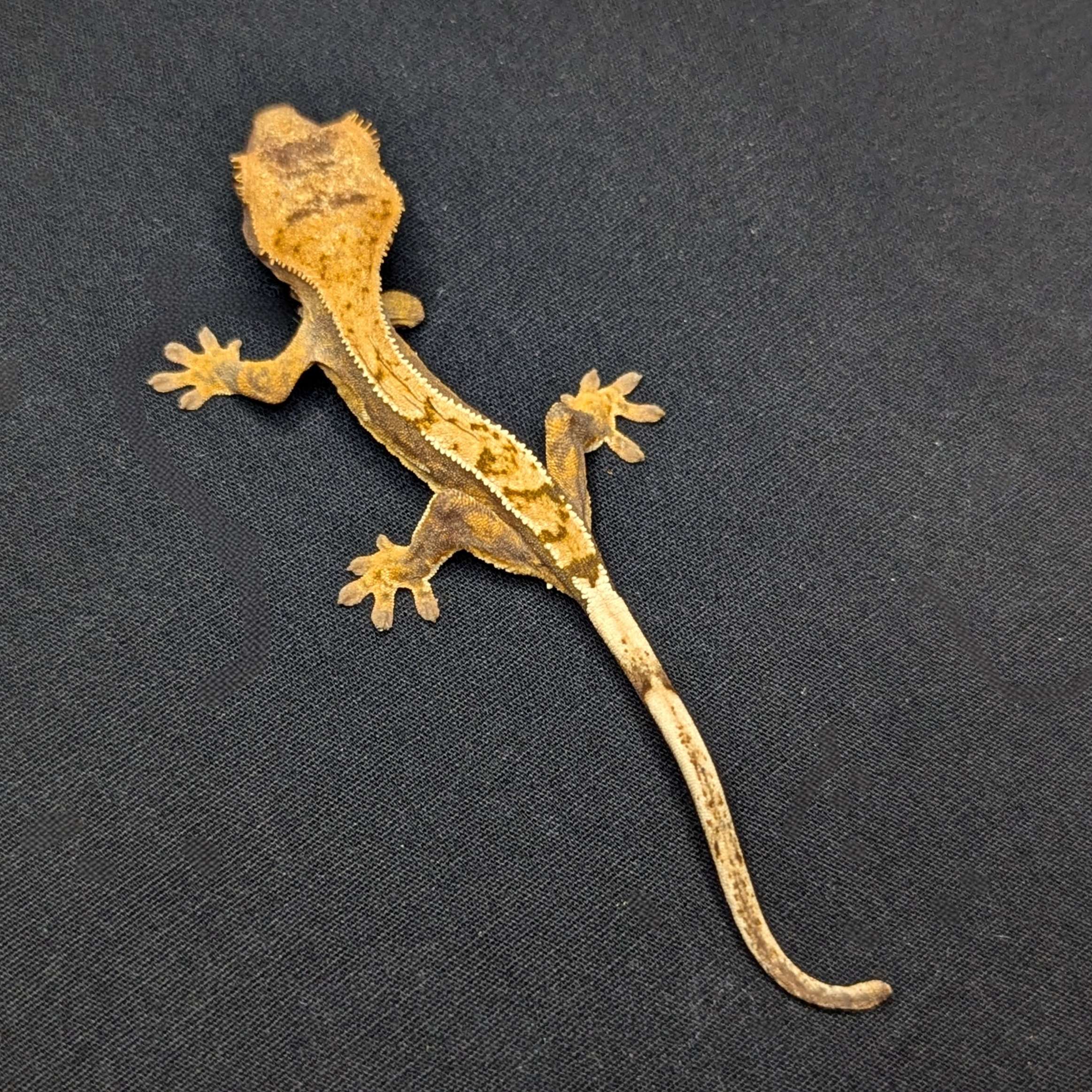Juvenile Harlequin Partial Pinstripe Crested Gecko "Latte"