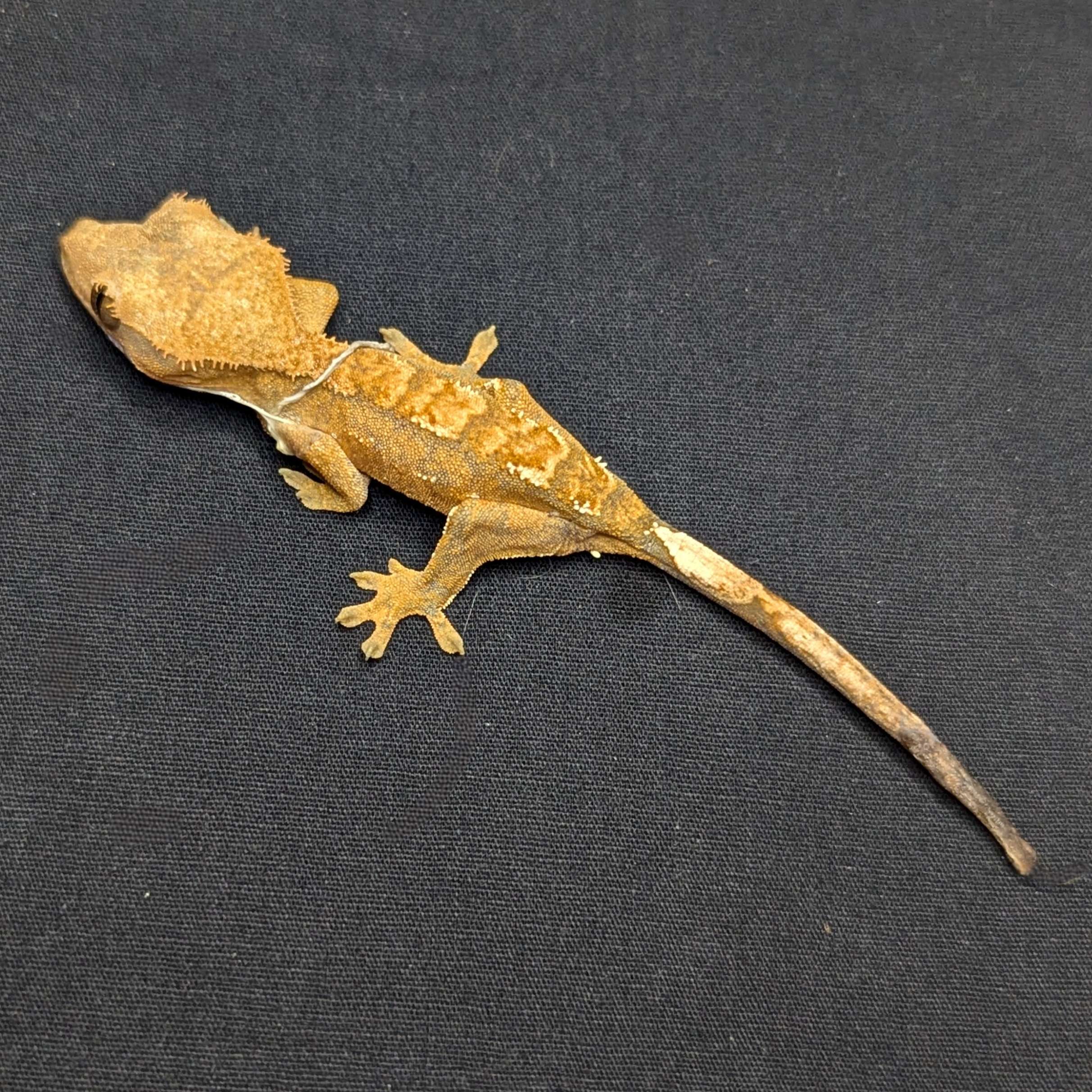 Juvenile Orange Phantom Pinstripe Crested Gecko "Cashew"