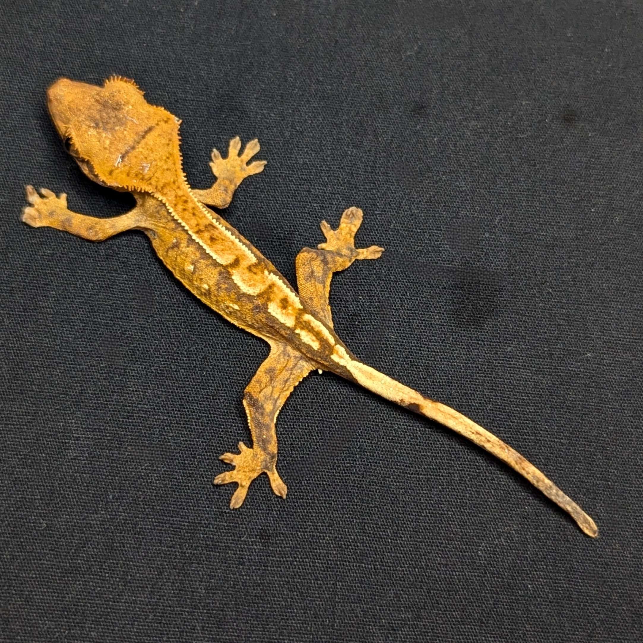 Juvenile Harlequin Partial Pinstripe Crested Gecko "Nilla"