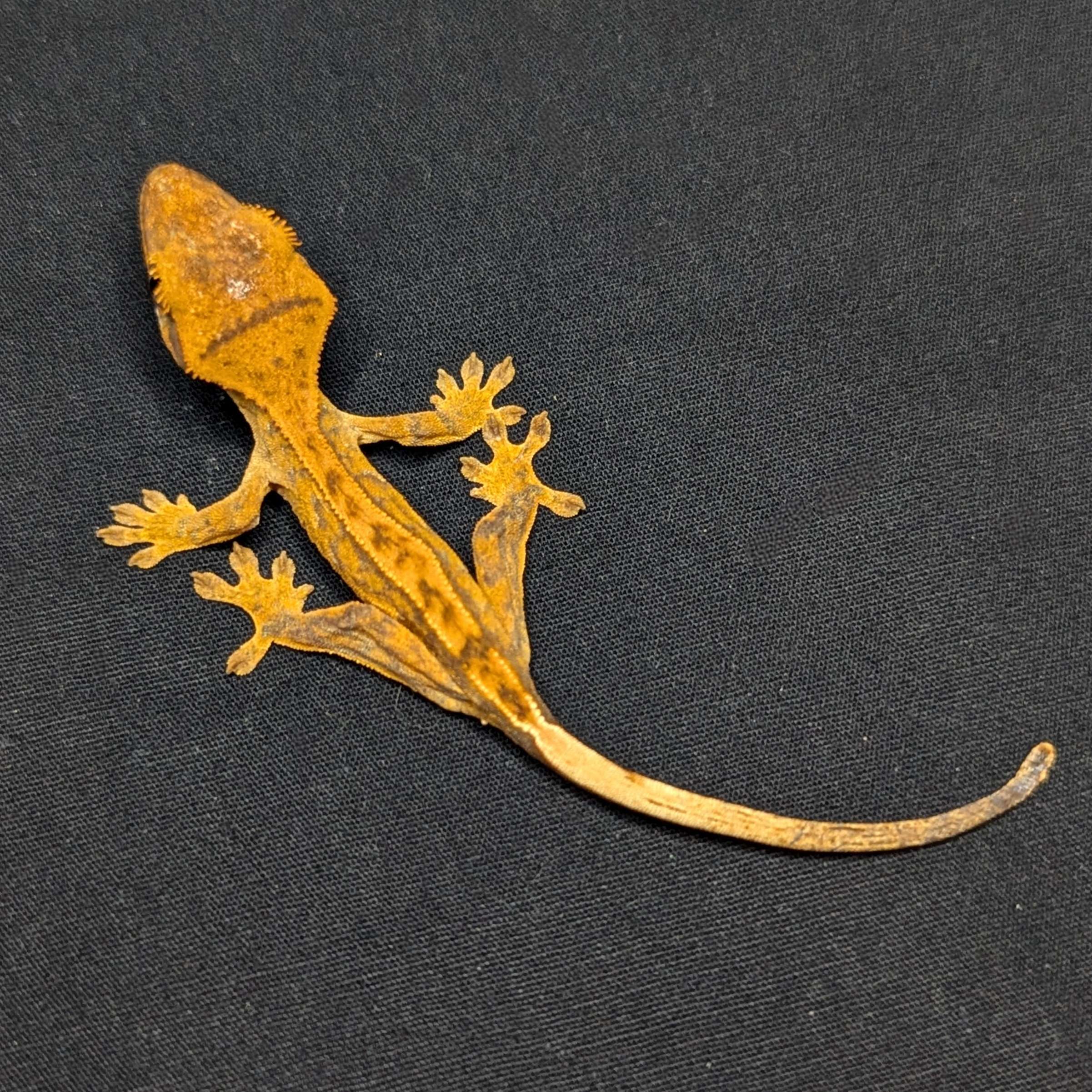 Juvenile Harlequin Partial Pinstripe Crested Gecko "Doodle"