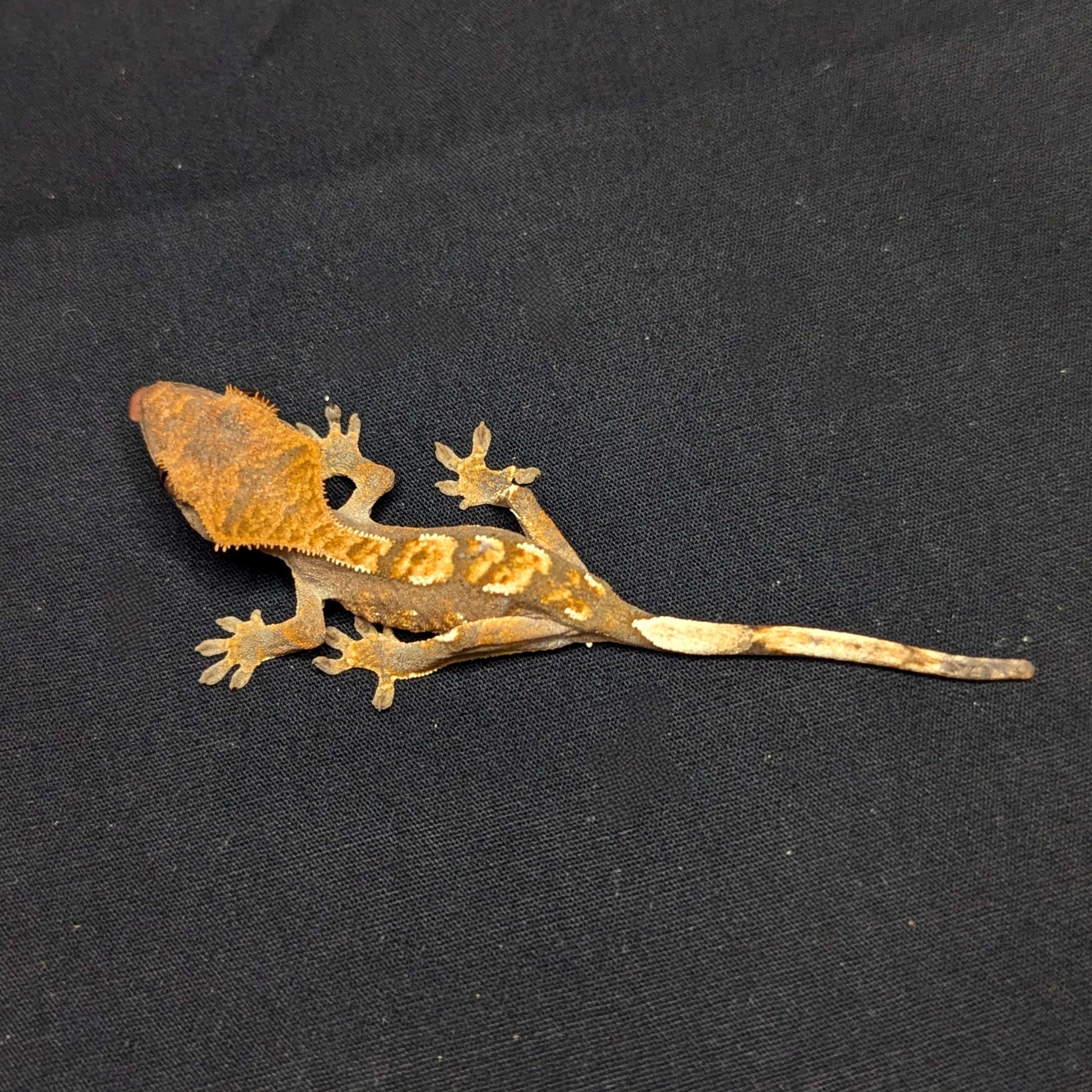 Juvenile Harlequin Partial Pinstripe Crested Gecko "Waffles"