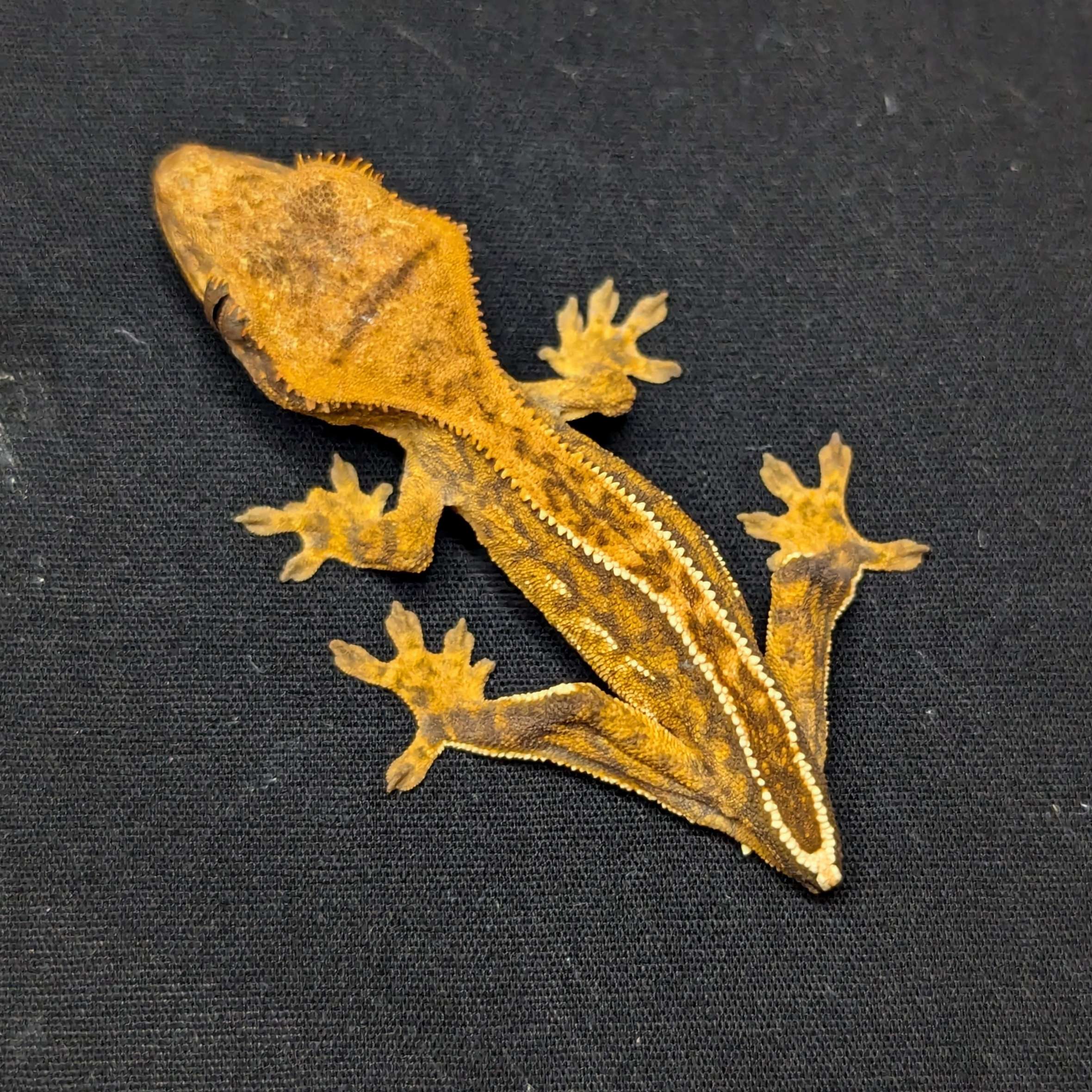 Juvenile Pinstripe With Portholes Crested Gecko "Nutmeg"