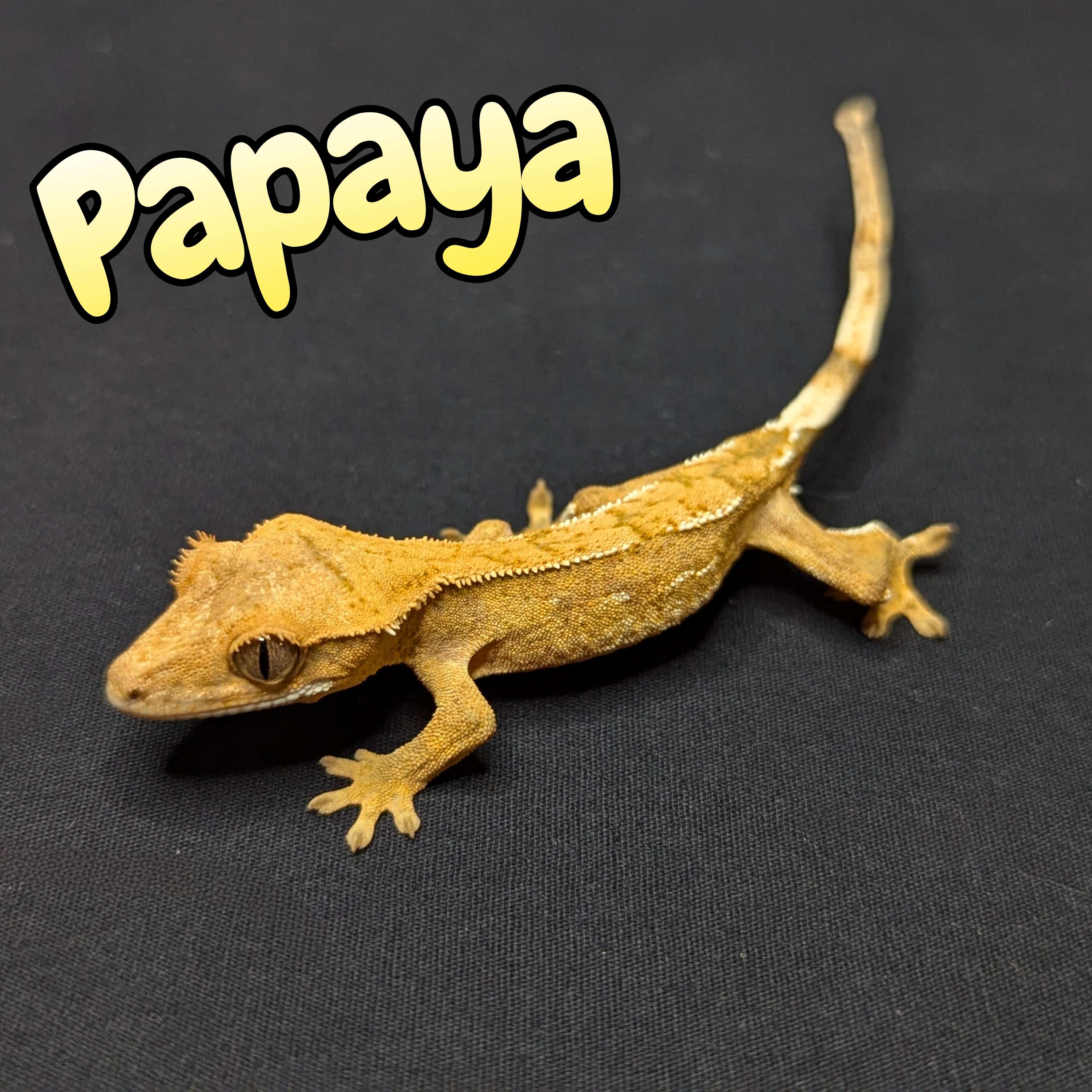 Crested gecko for sale, front view