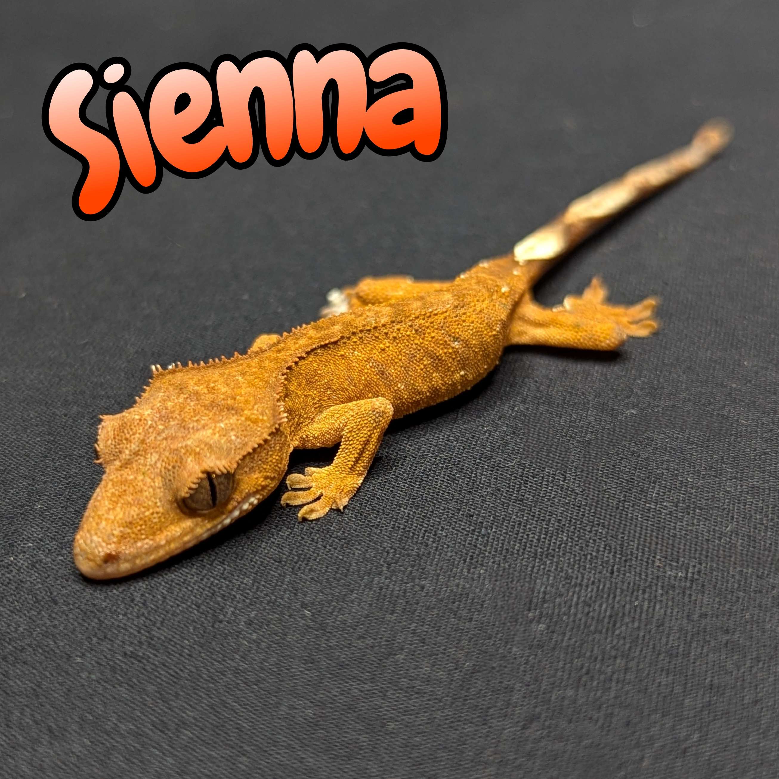 crested gecko for sale, front view