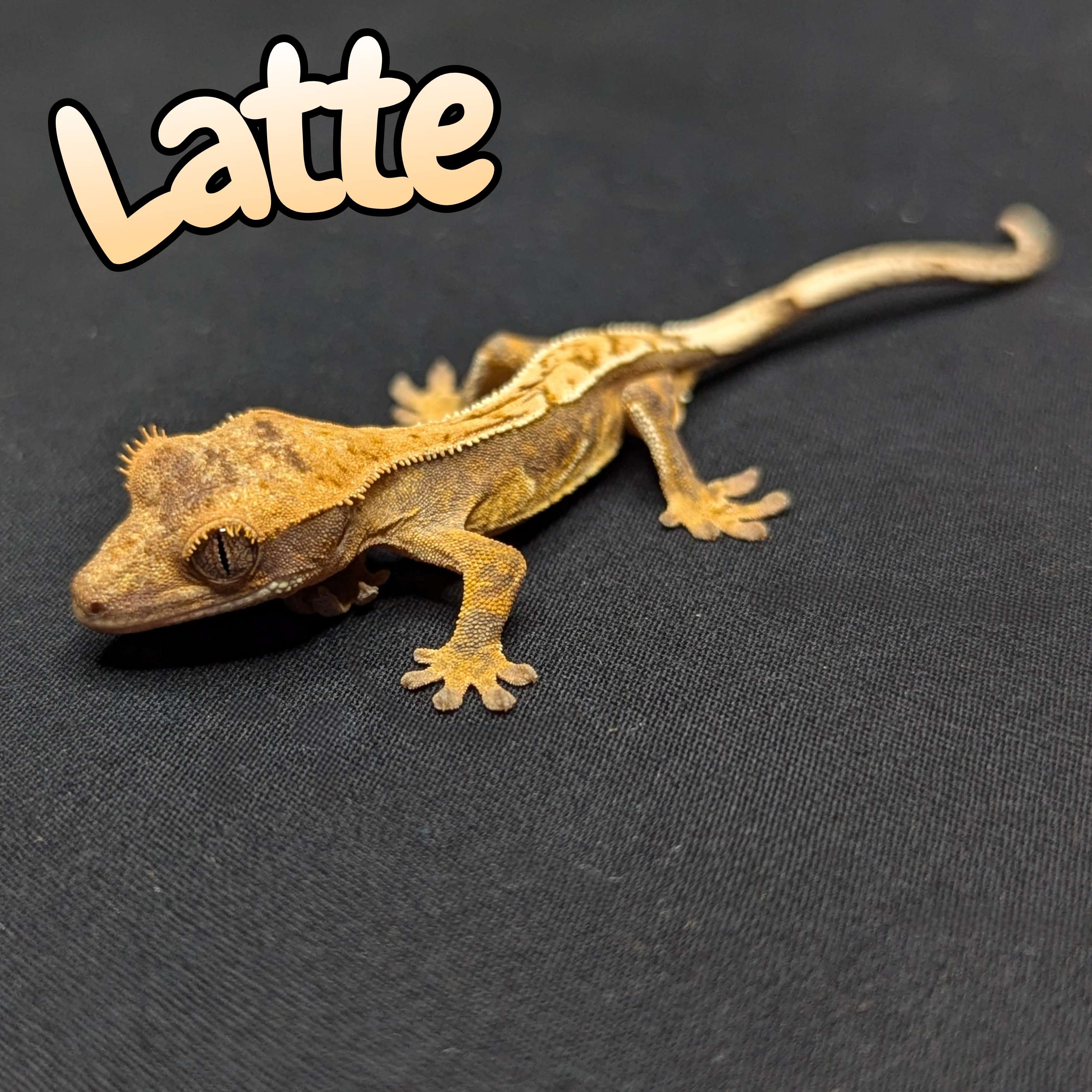 Crested Gecko for Sale, front view