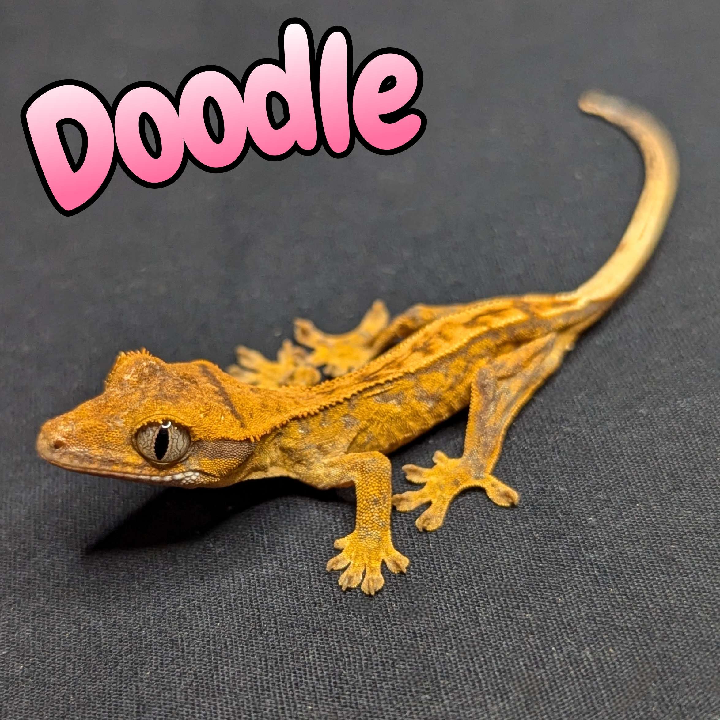 Crested Gecko for Sale, front view