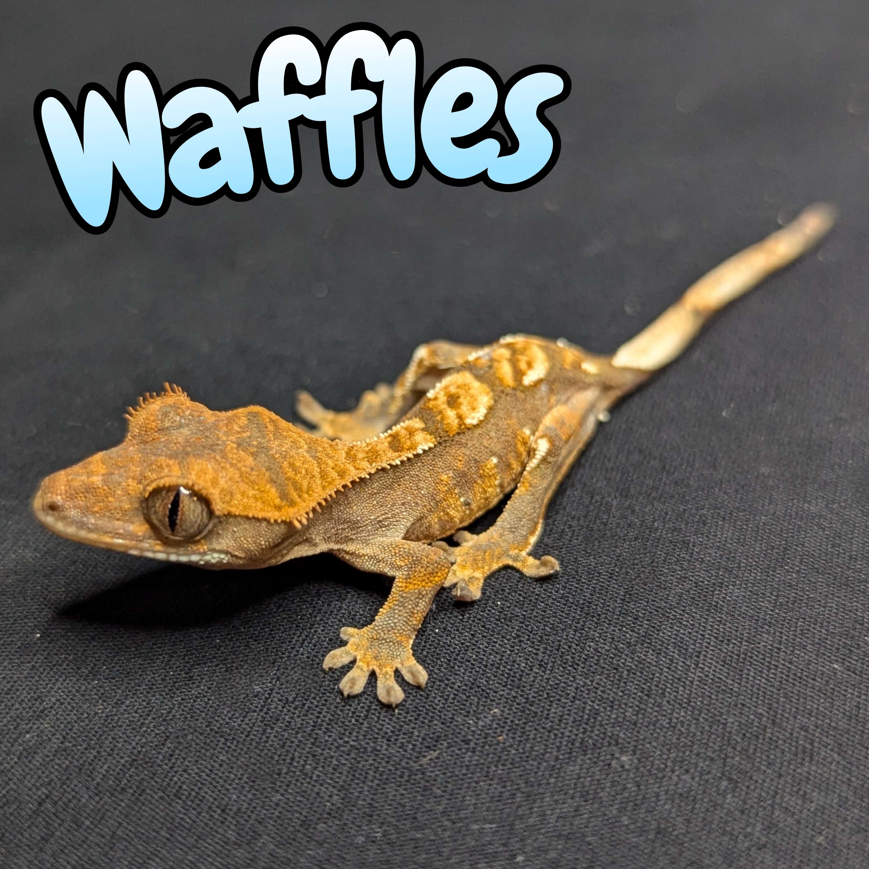 Crested Gecko for Sale, front view