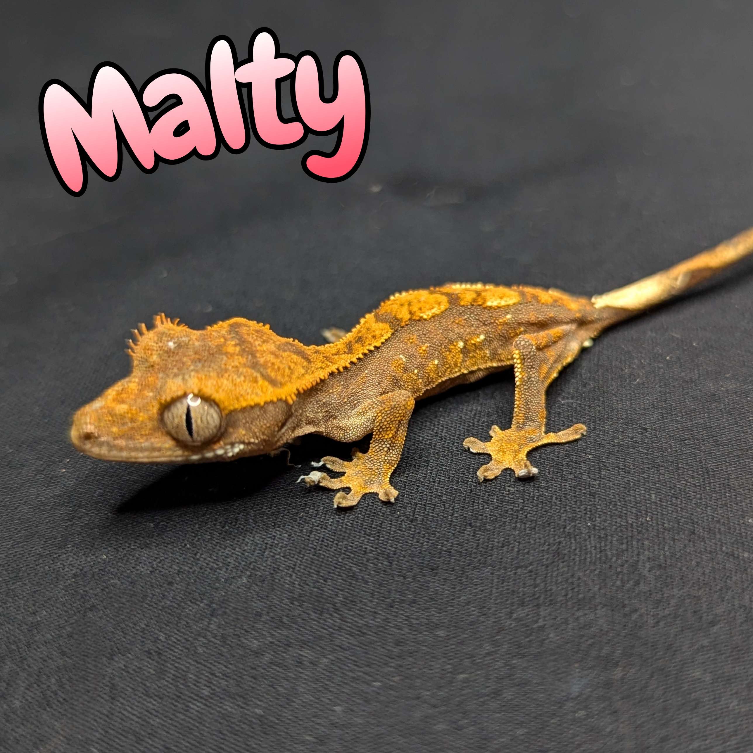 Crested Gecko for Sale, Front view