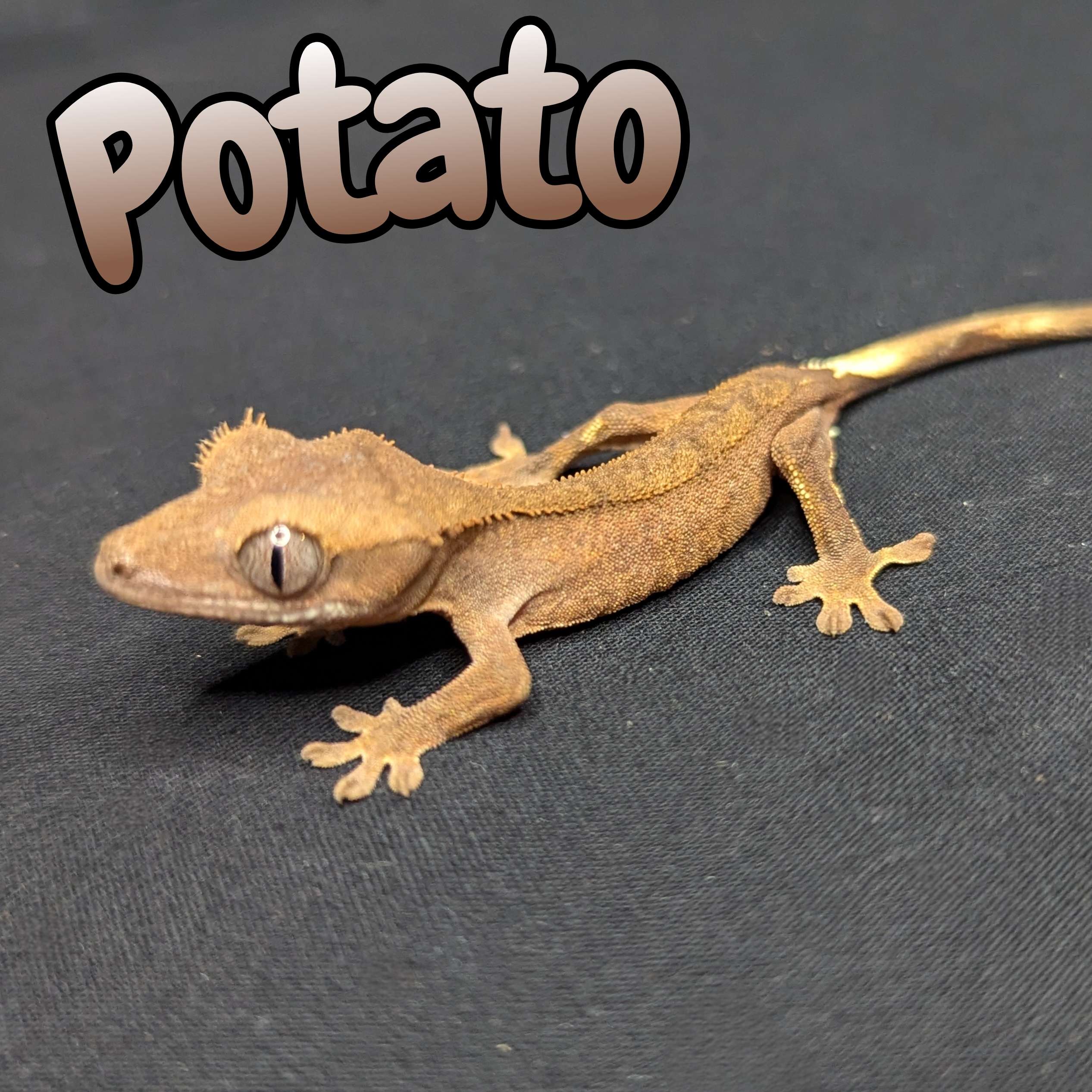 Crested Gecko for Sale, front view
