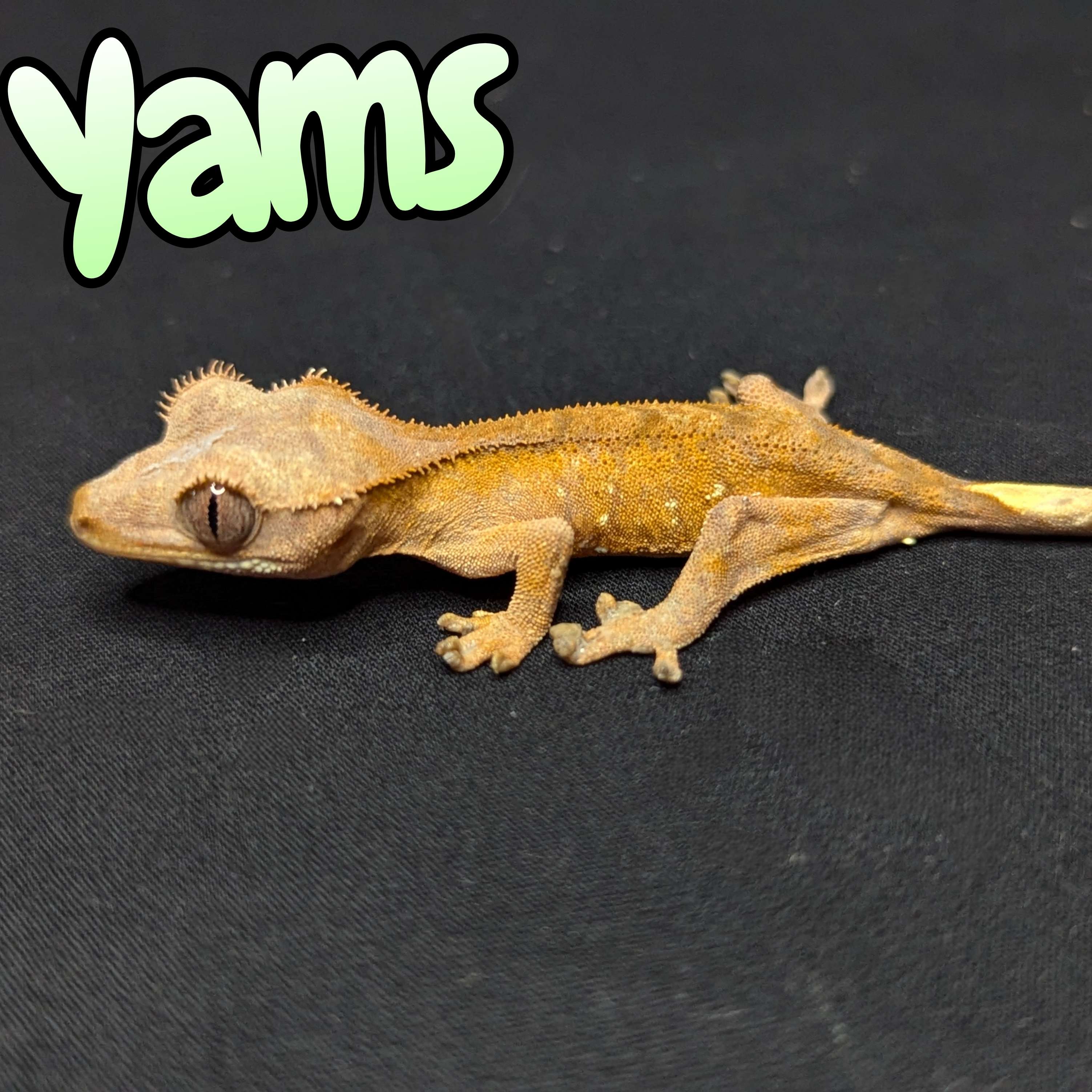 Crested Gecko for Sale, Front view