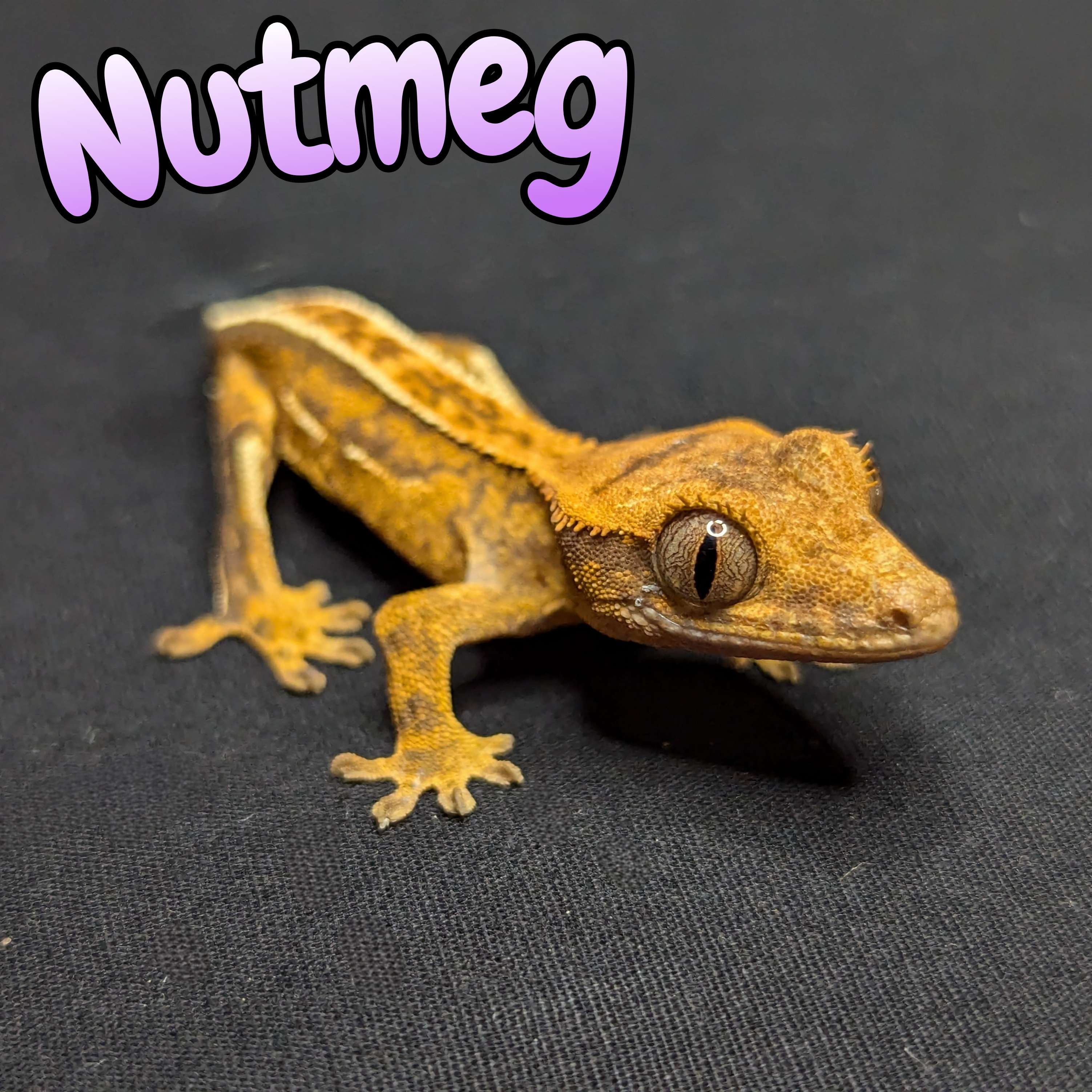 Crested Gecko for Sale, Front View