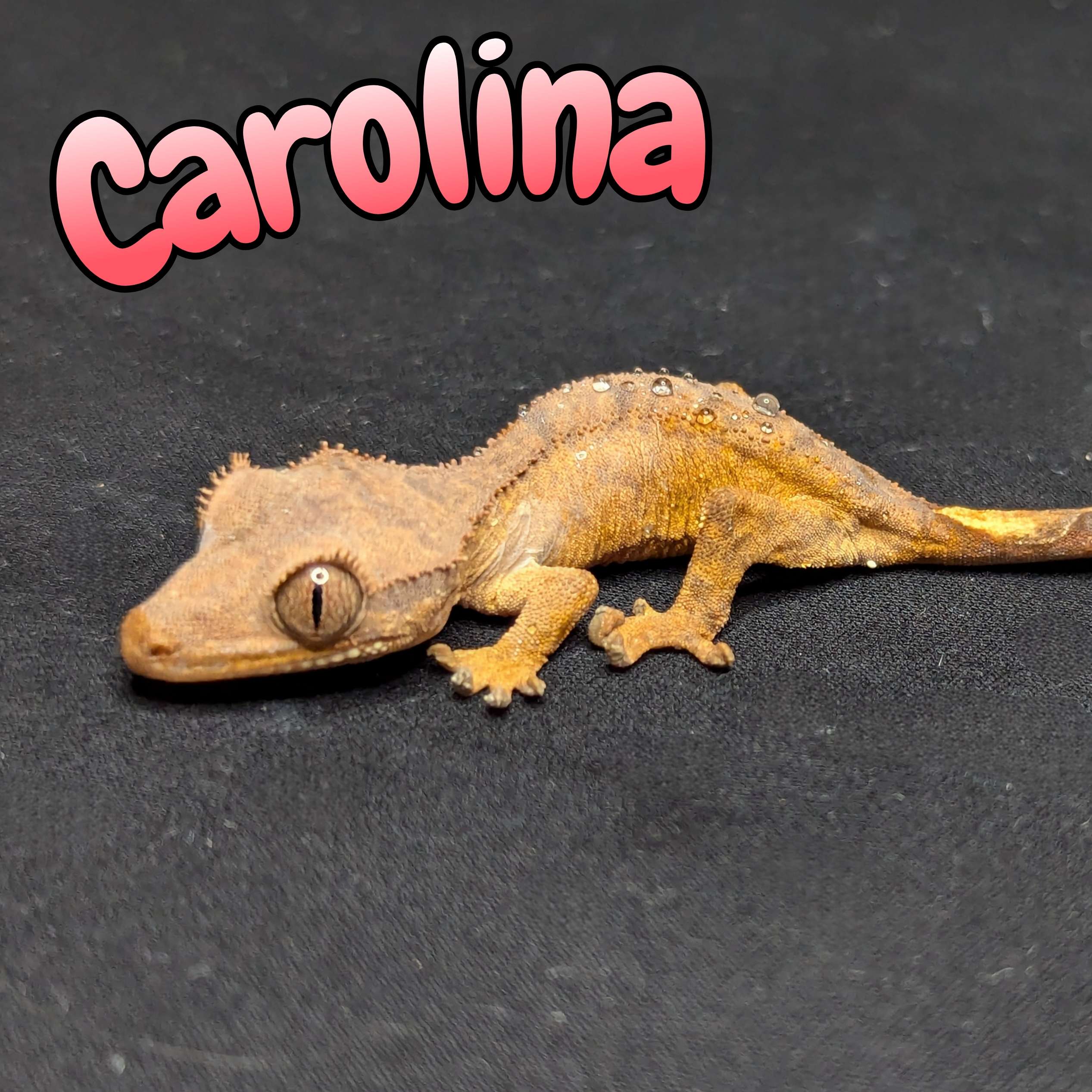 Crested gecko for sale, Front view