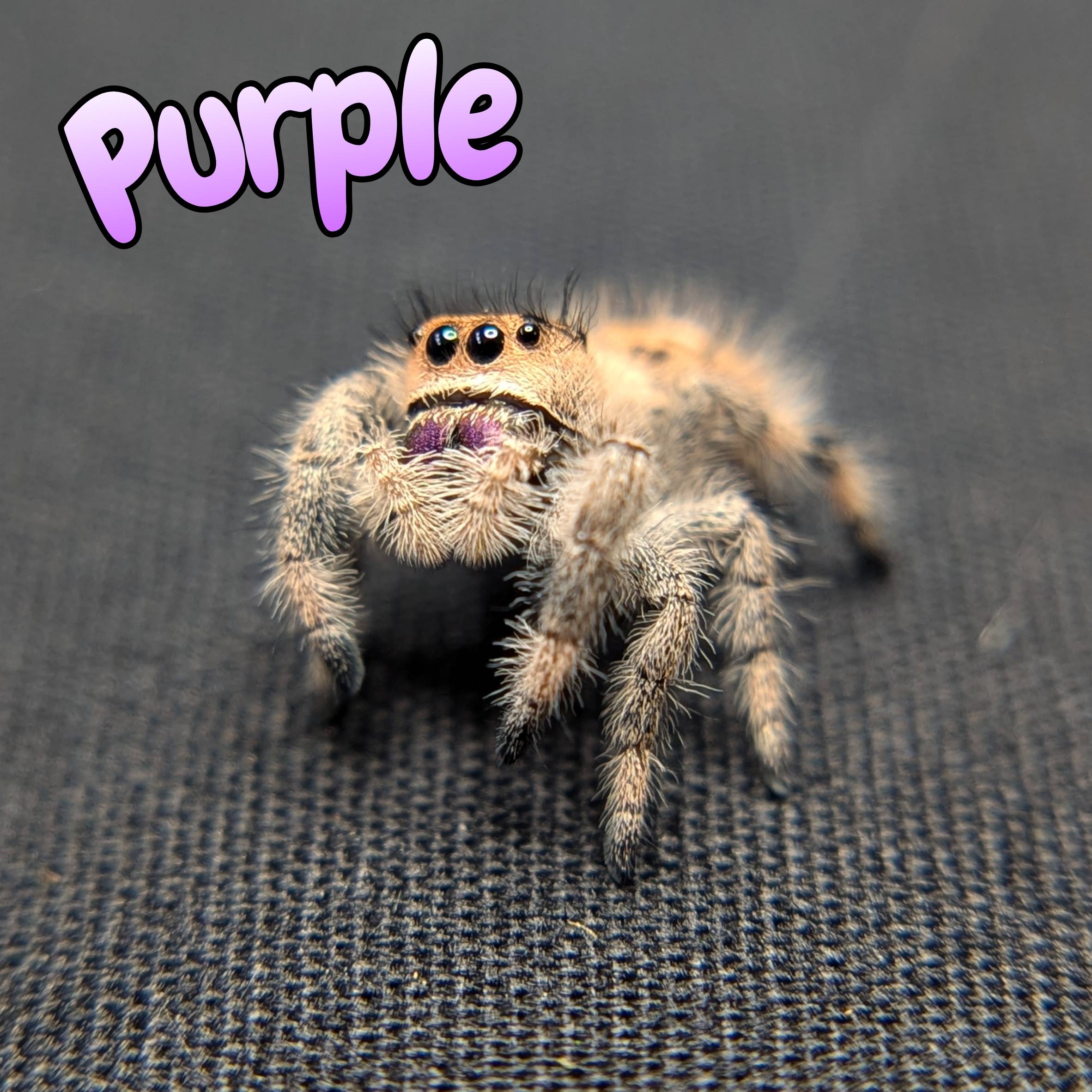 Jumping spider for sale, Front view
