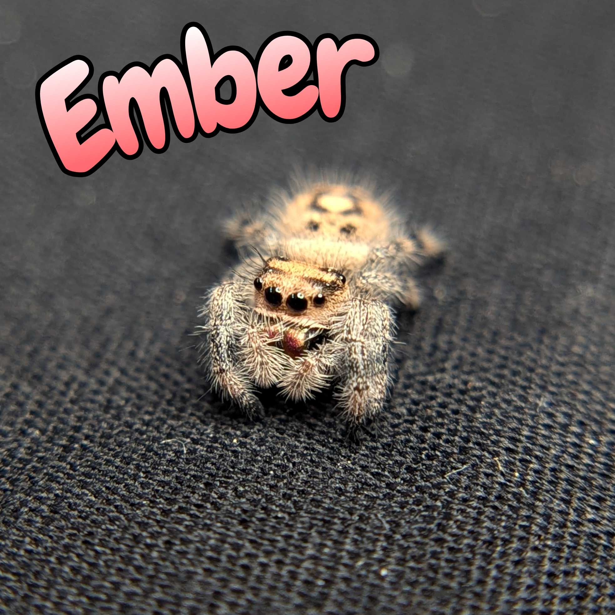 Jumping spider for sale, Front view