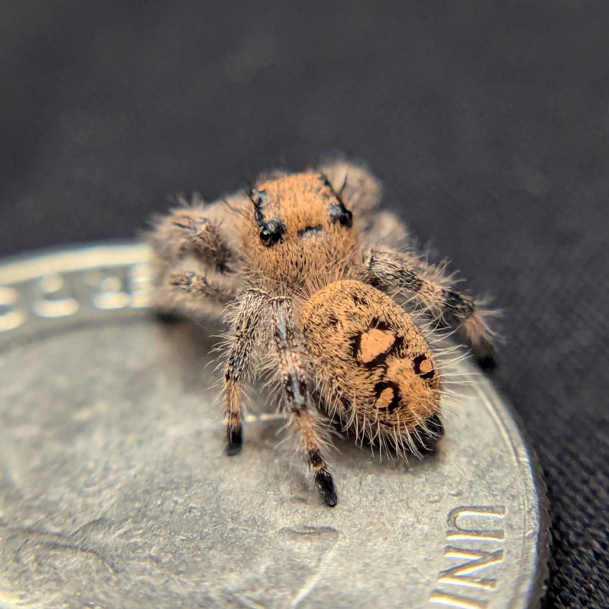Jumping spider for sale, back view
