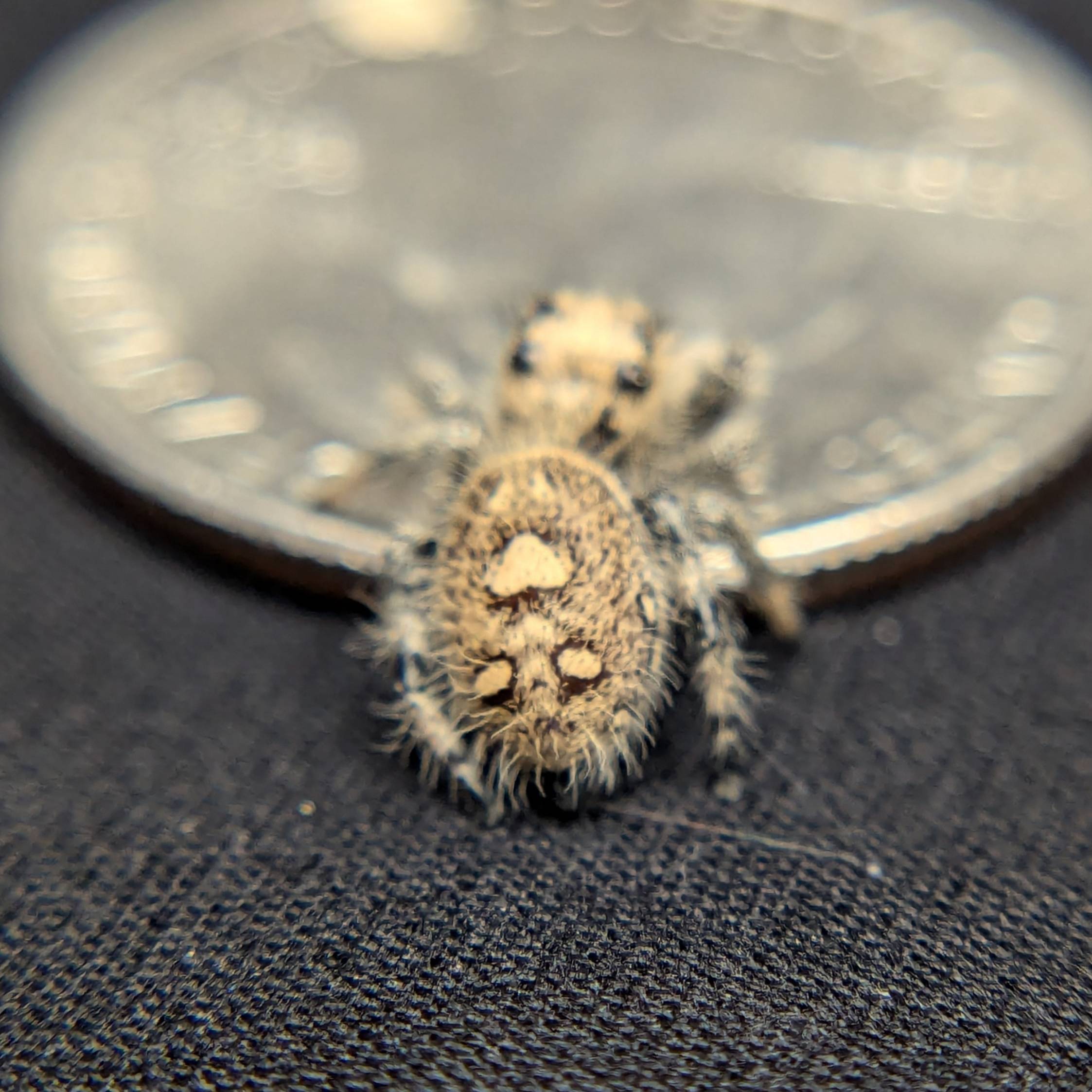 Jumping spider for sale, front view