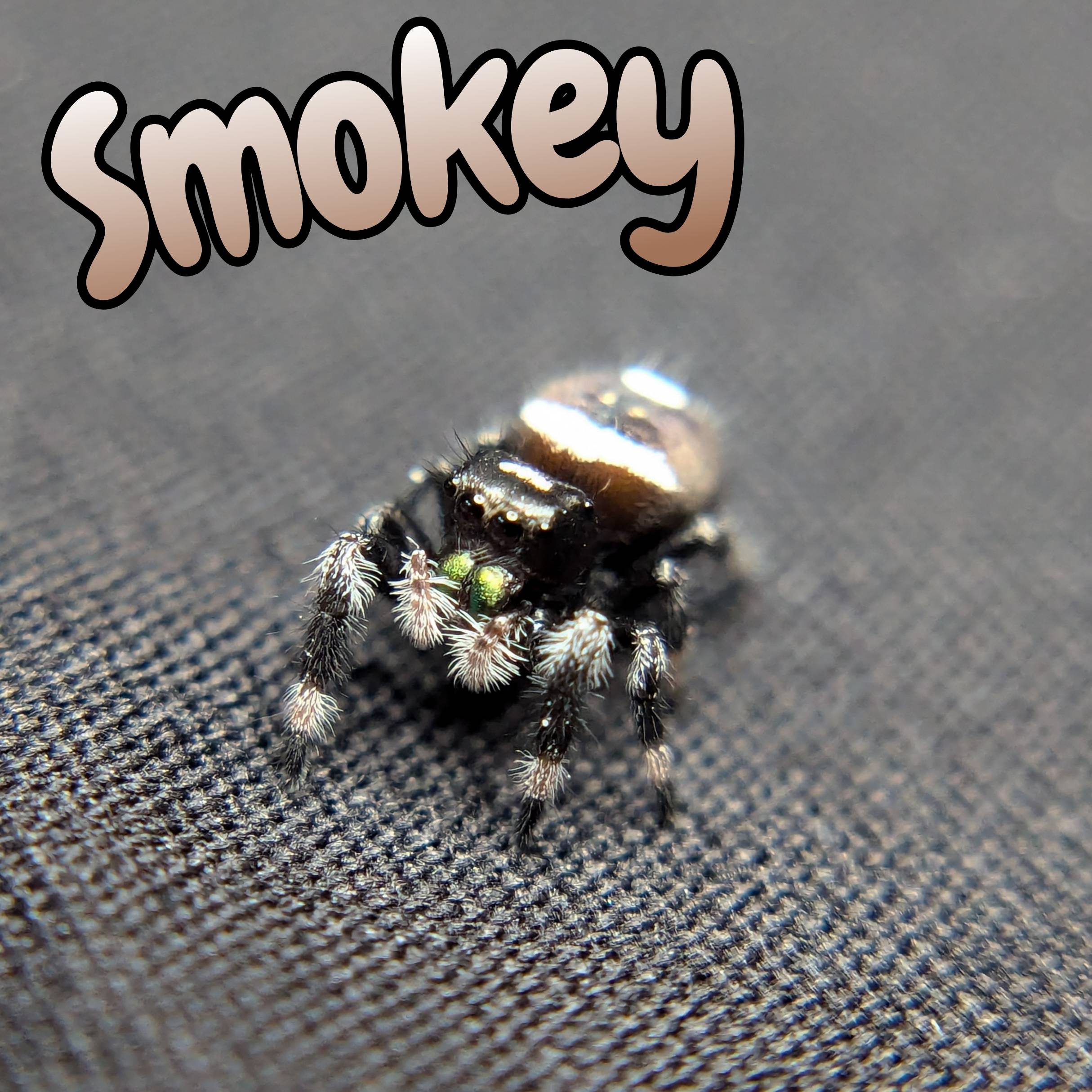Jumping spider for sale, front view
