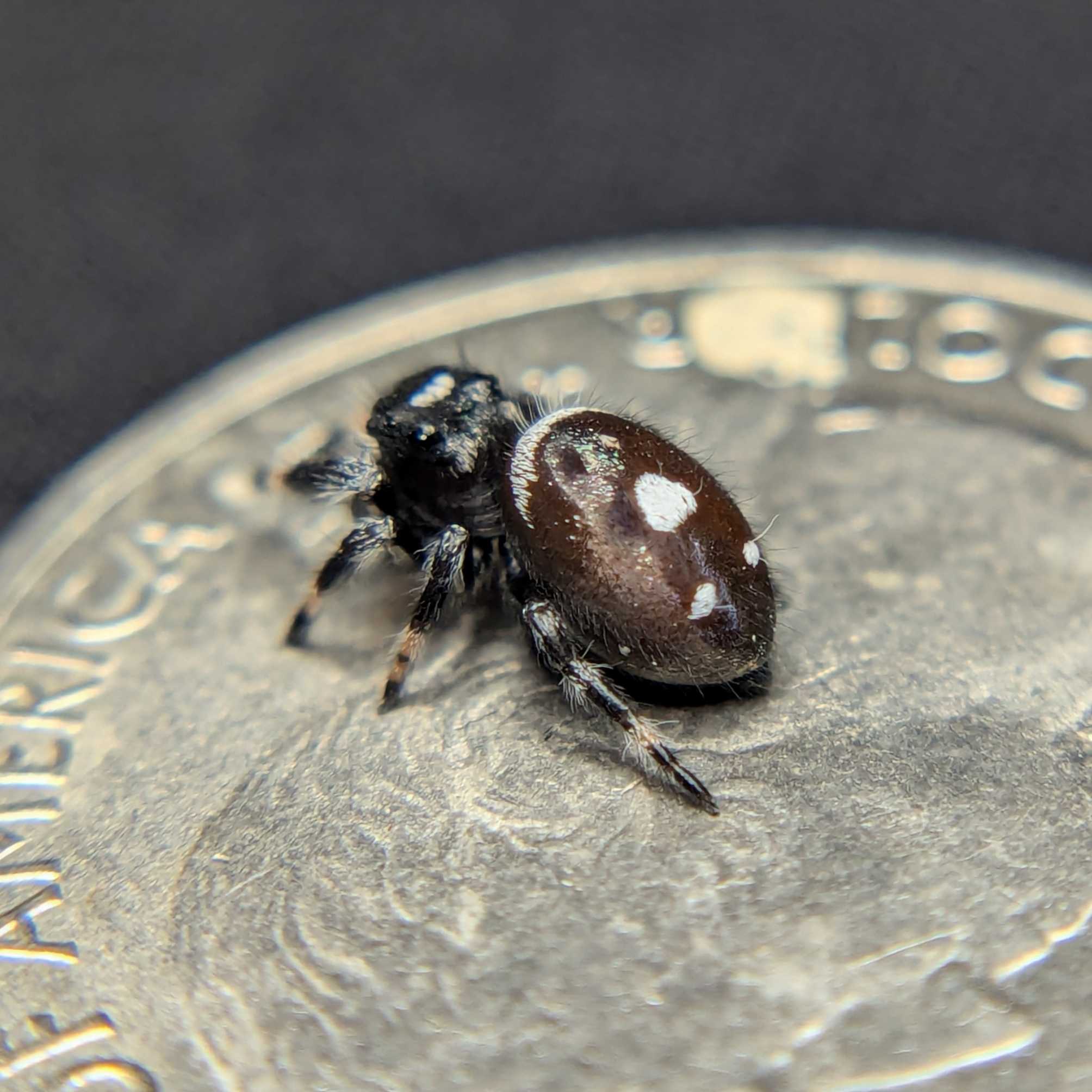 Regal Jumping Spider "Smokey"