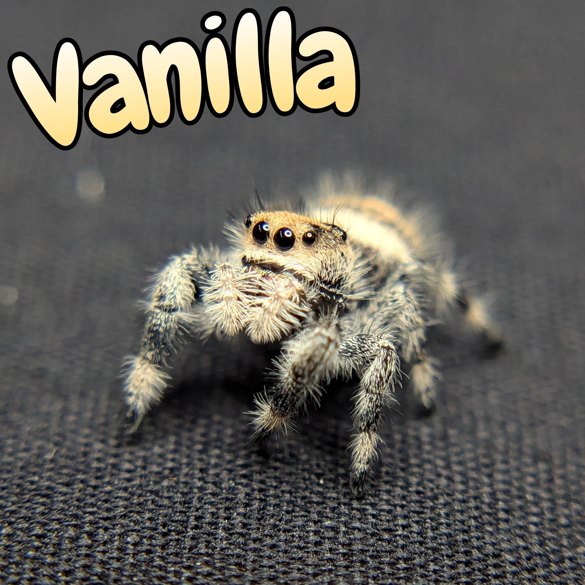 Regal Jumping Spider "Vanilla"
