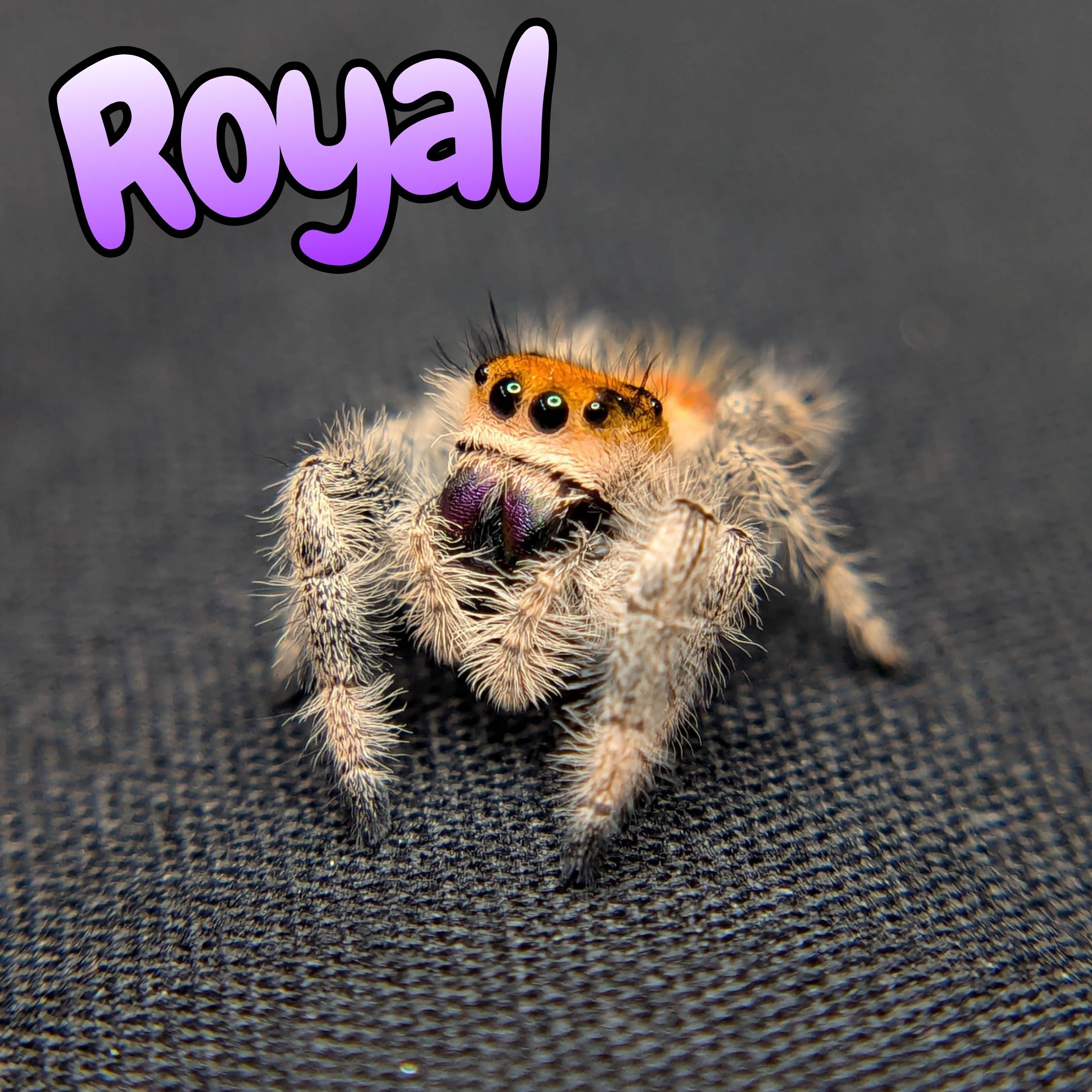 Jumping spider for sale, front view