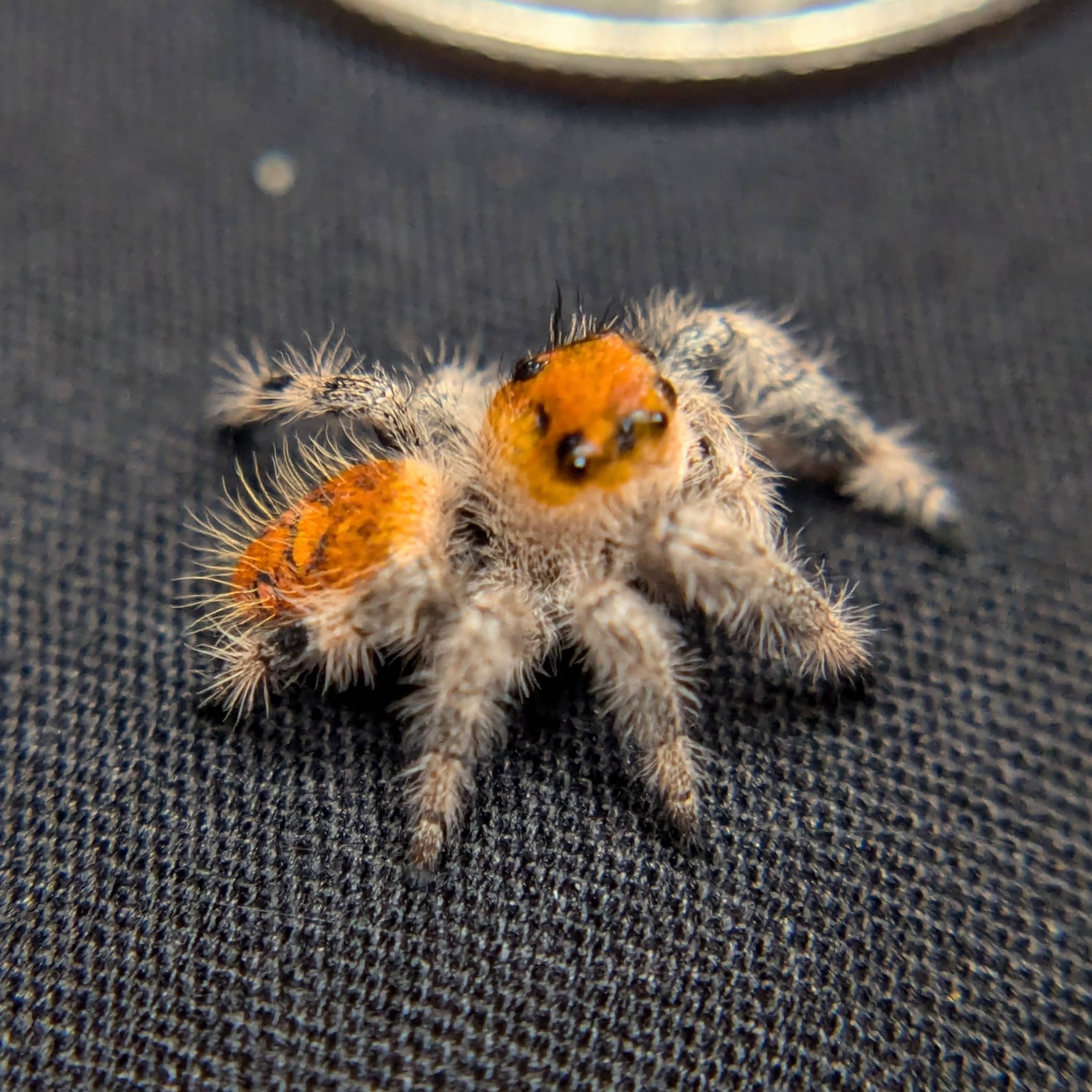 Jumping spider for sale, back view
