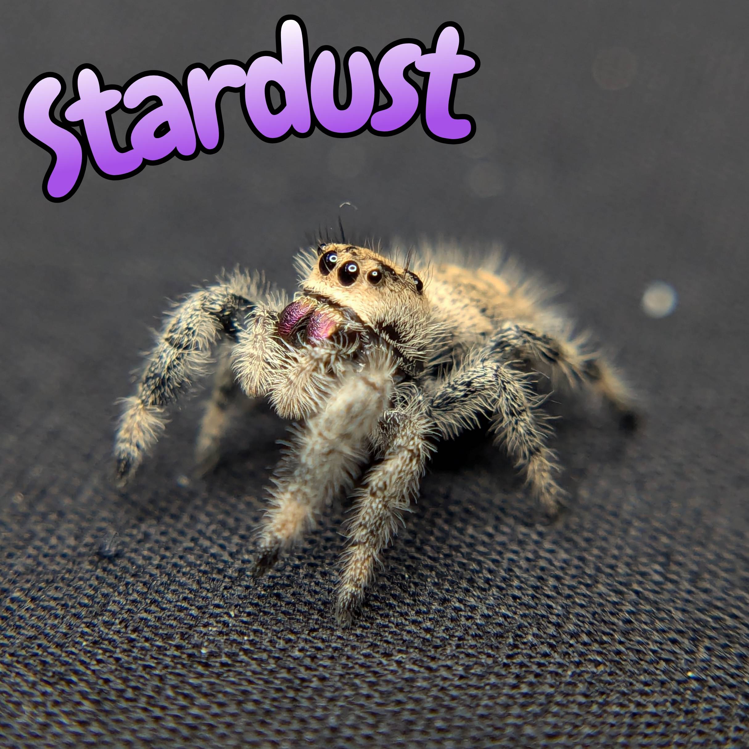 Jumping spider for sale, front view