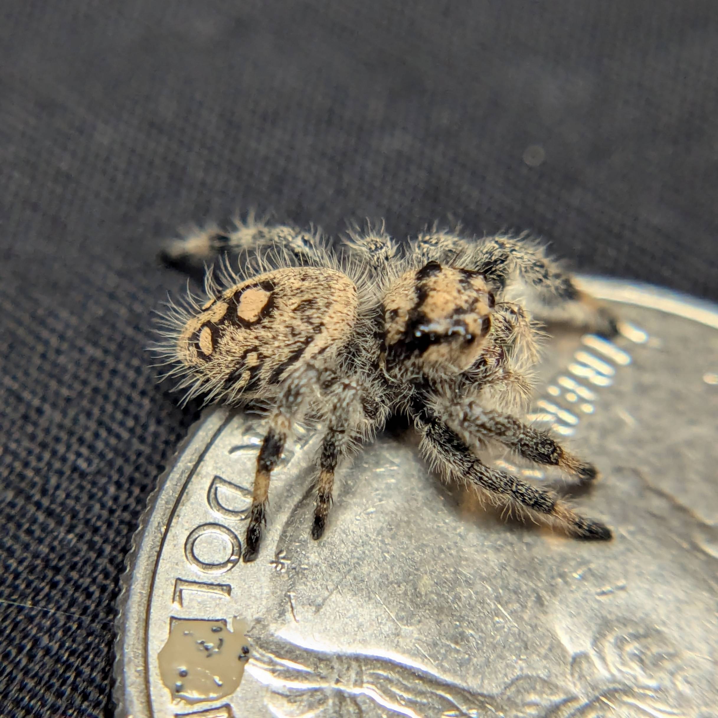 Jumping spider for sale, back view
