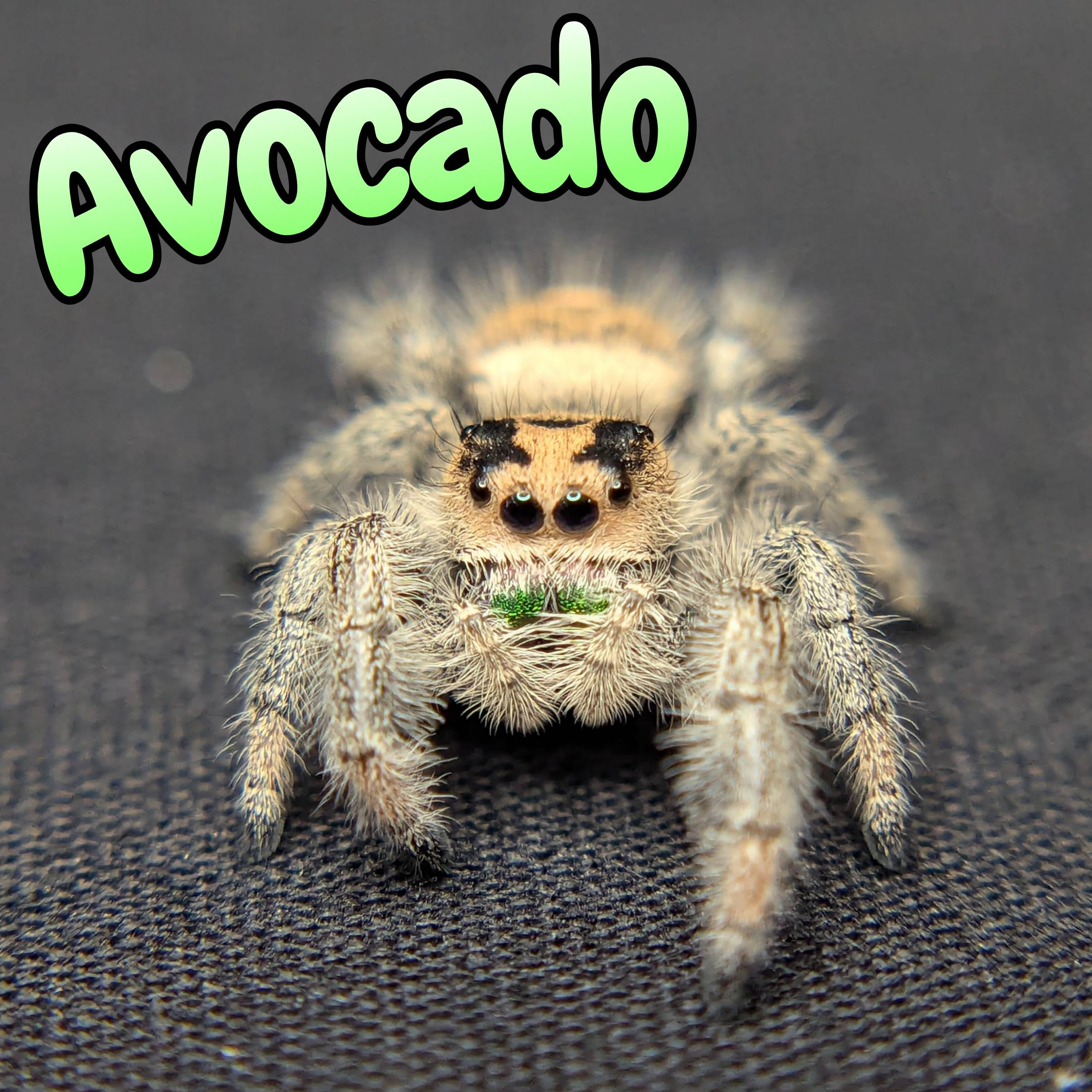 jumping spider for sale, front view