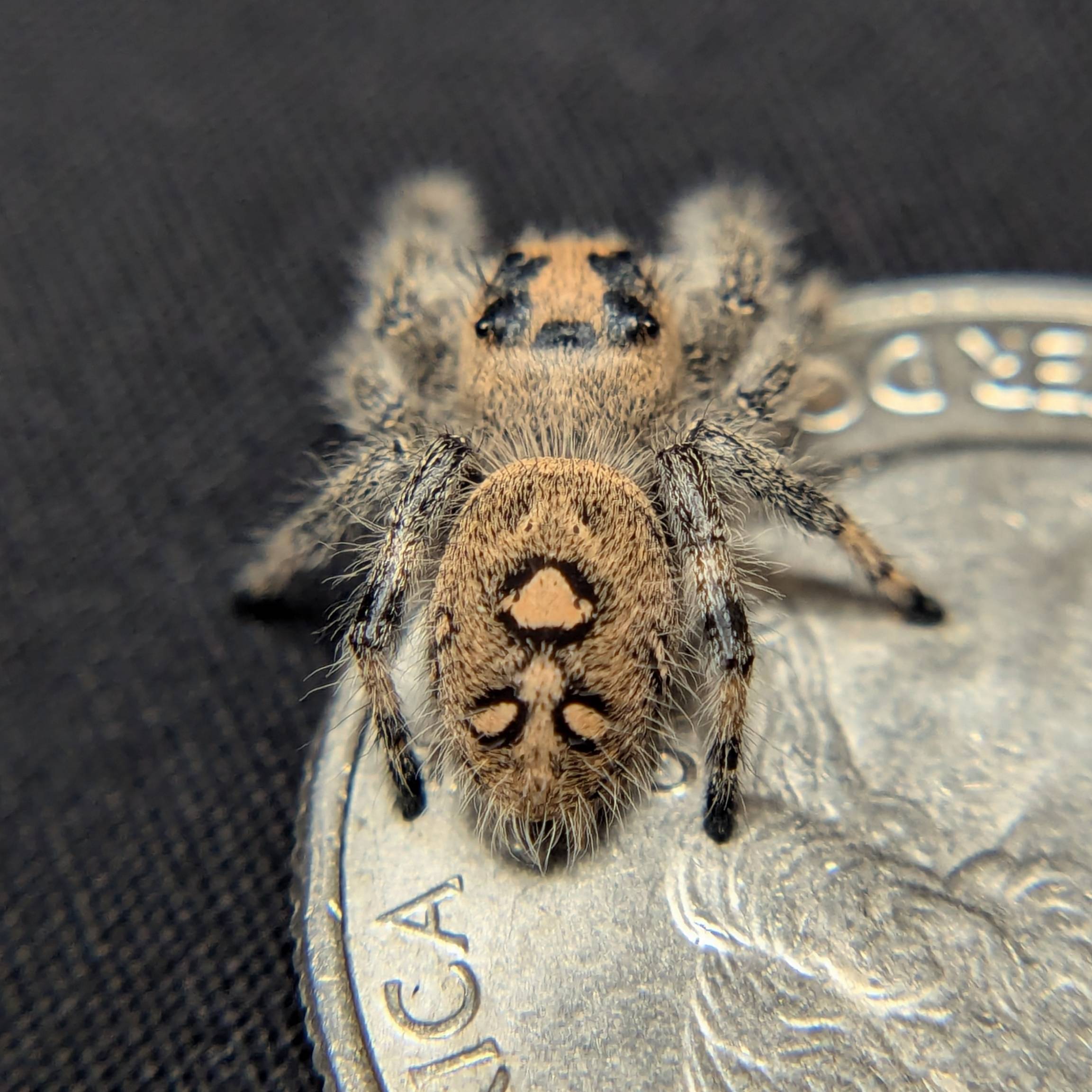 Jumping spider for sale back view