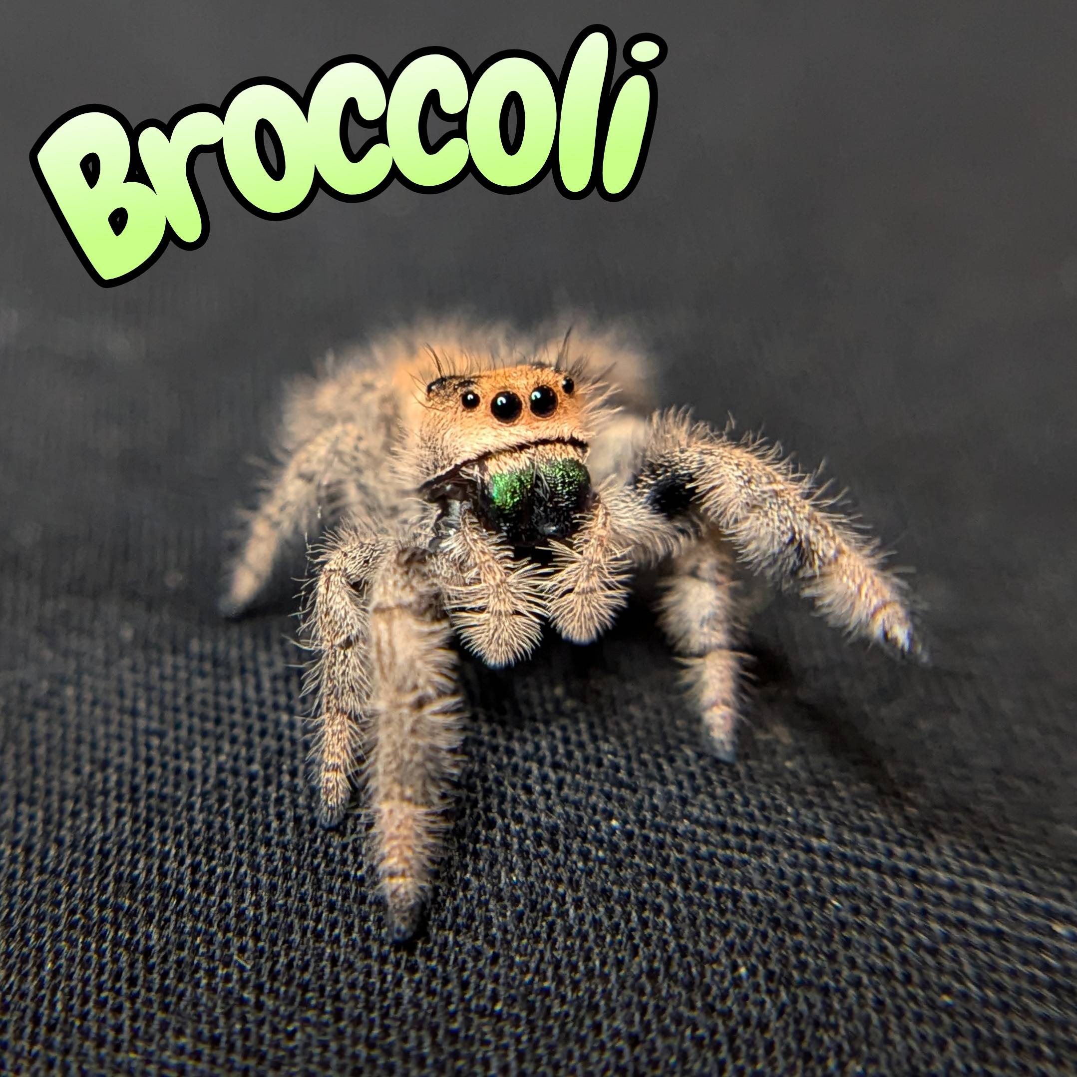 Jumping spider for sale