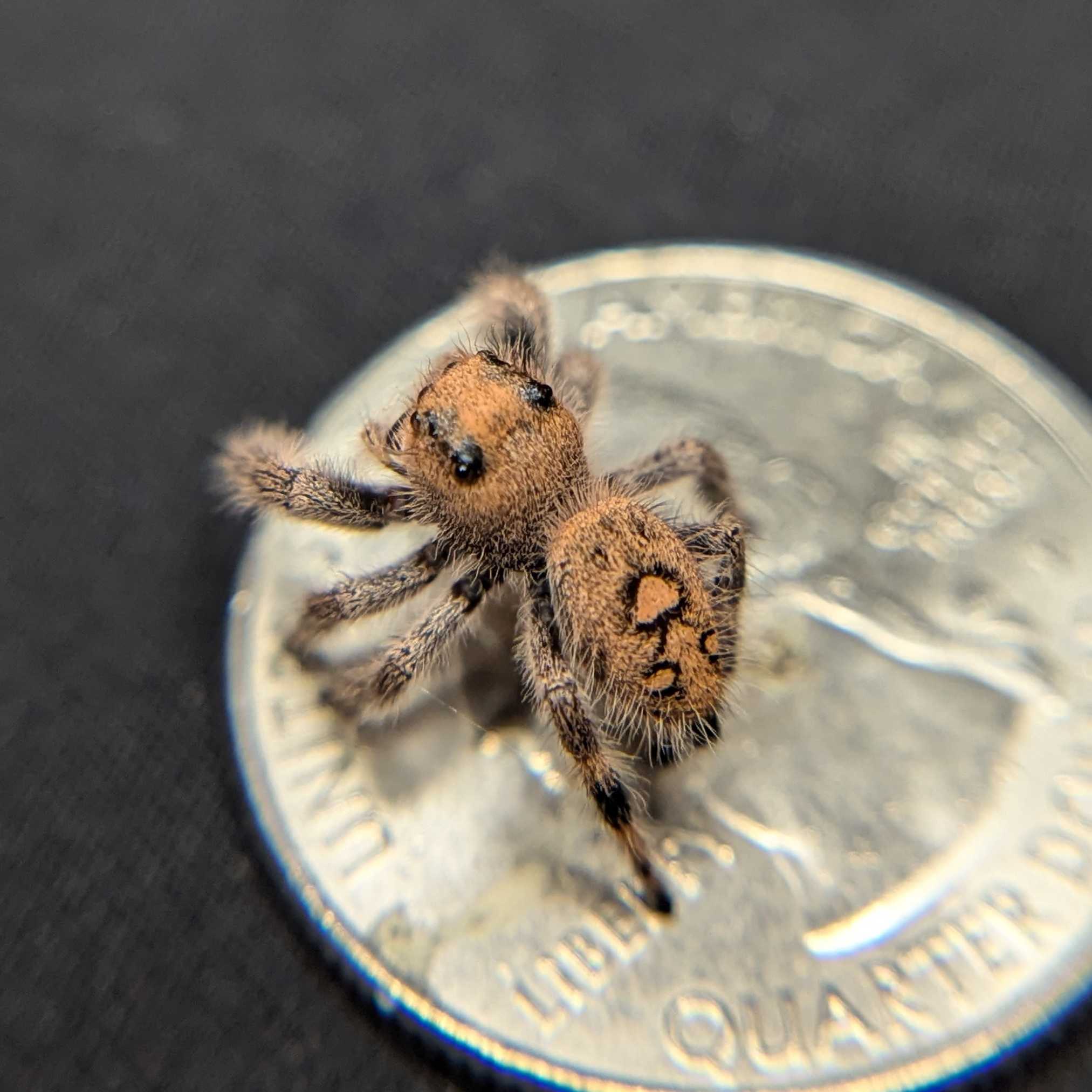 Jumping spider for sale
