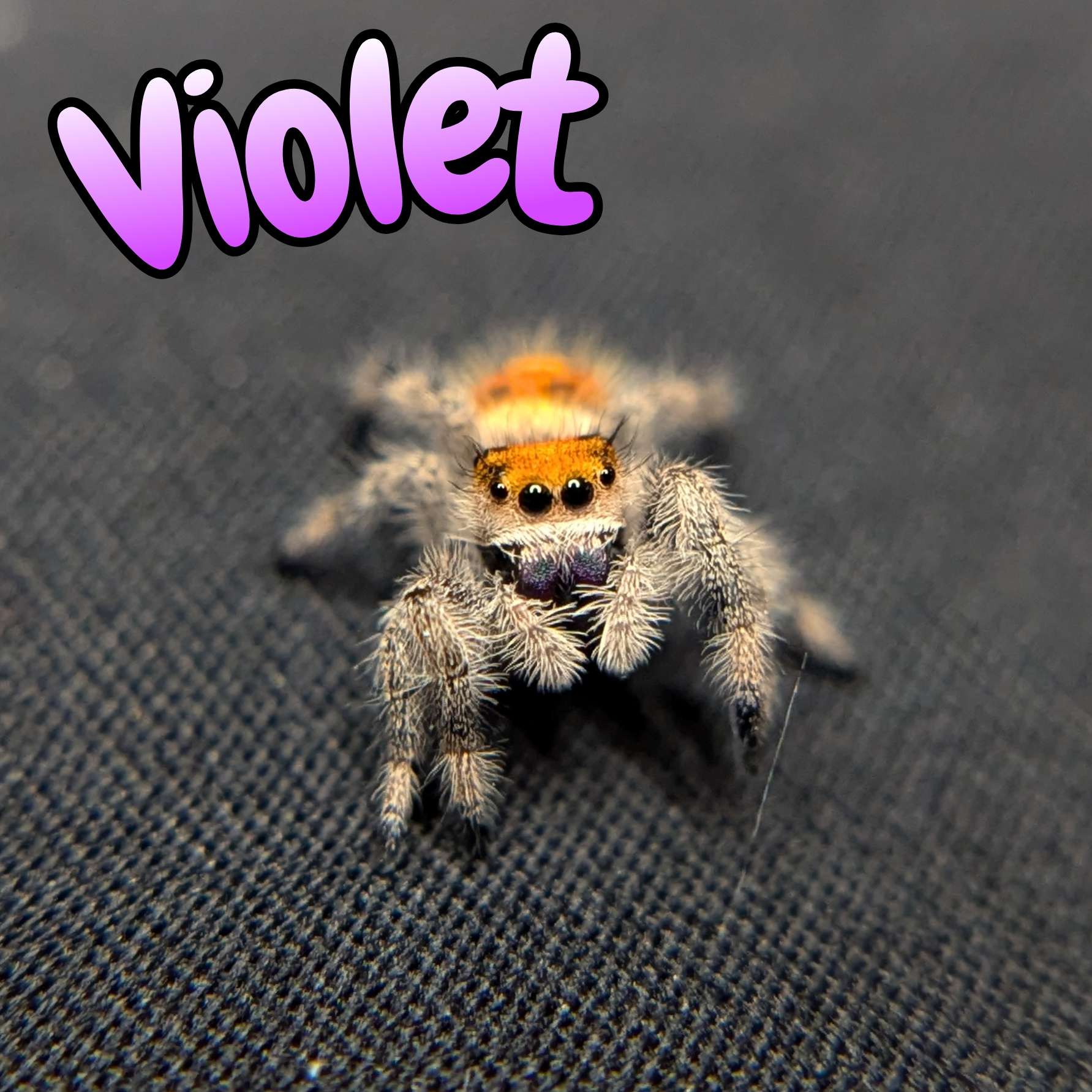 Jumping spider for sale