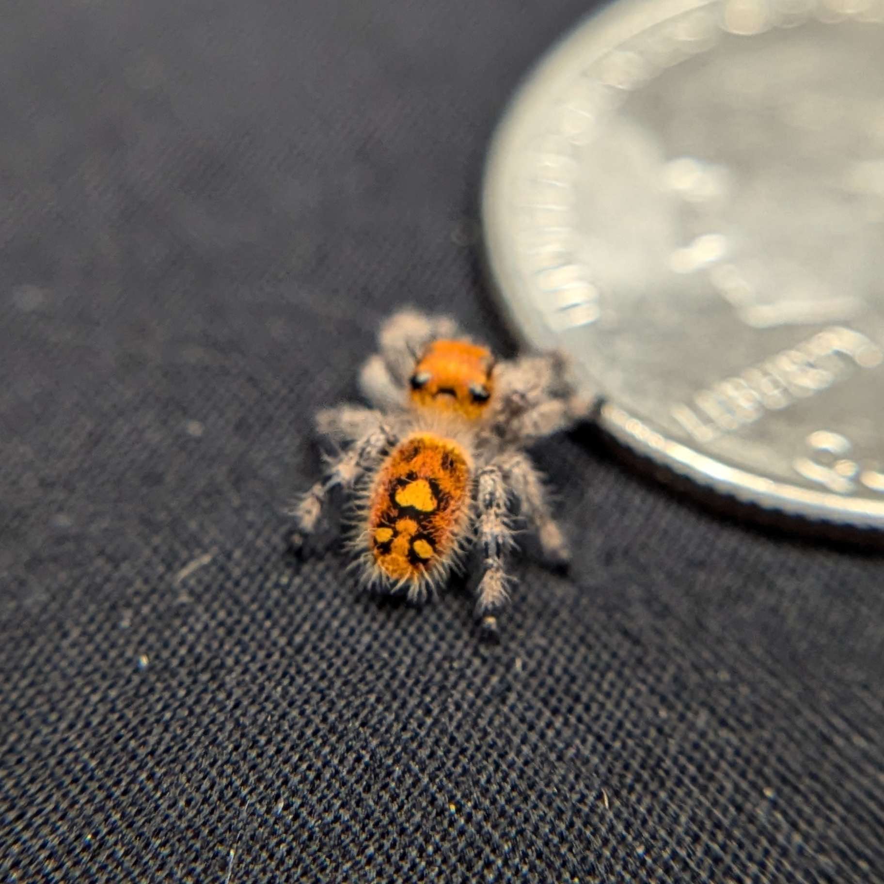 Regal Jumping Spider "Violet"
