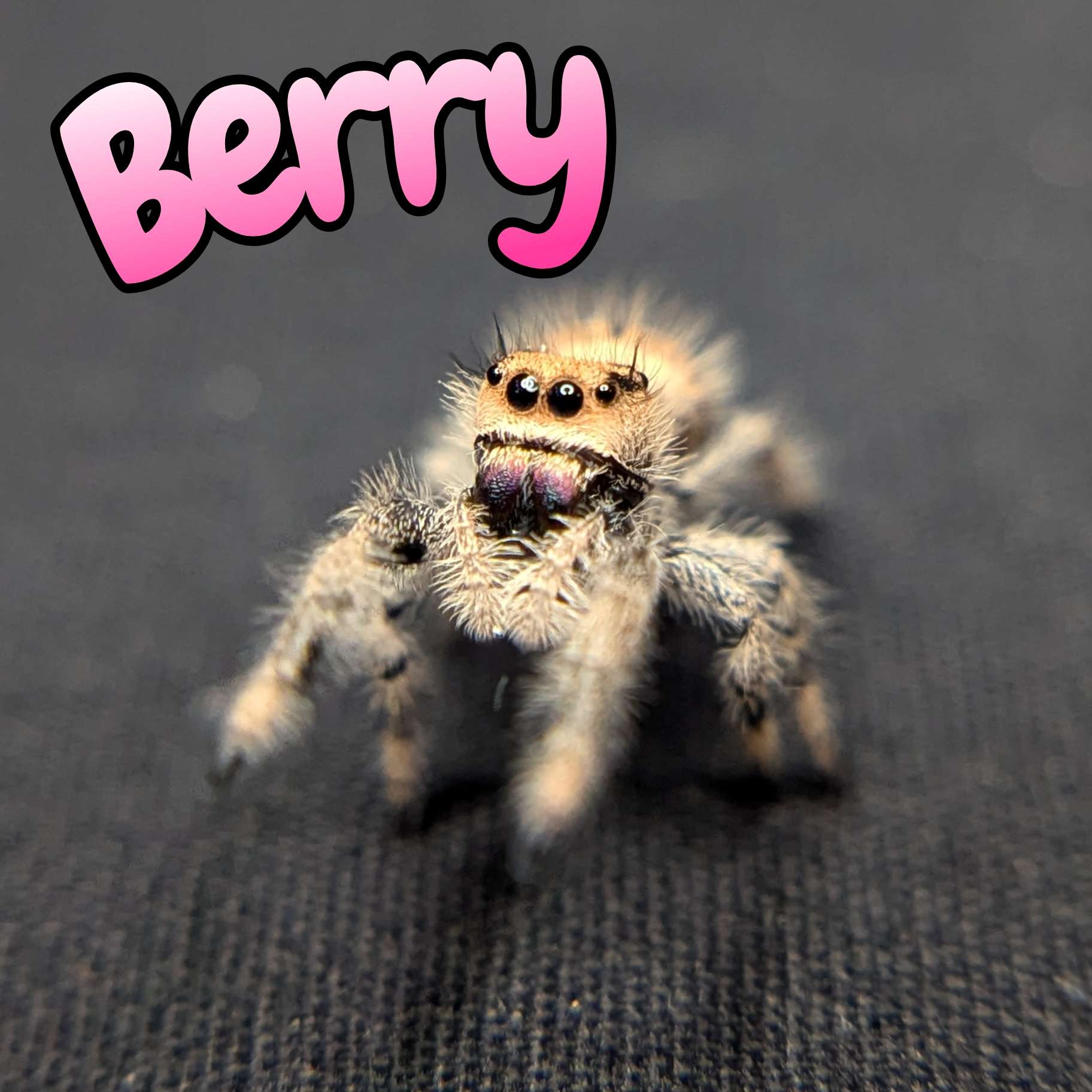 Jumping spider for sale "Berry"