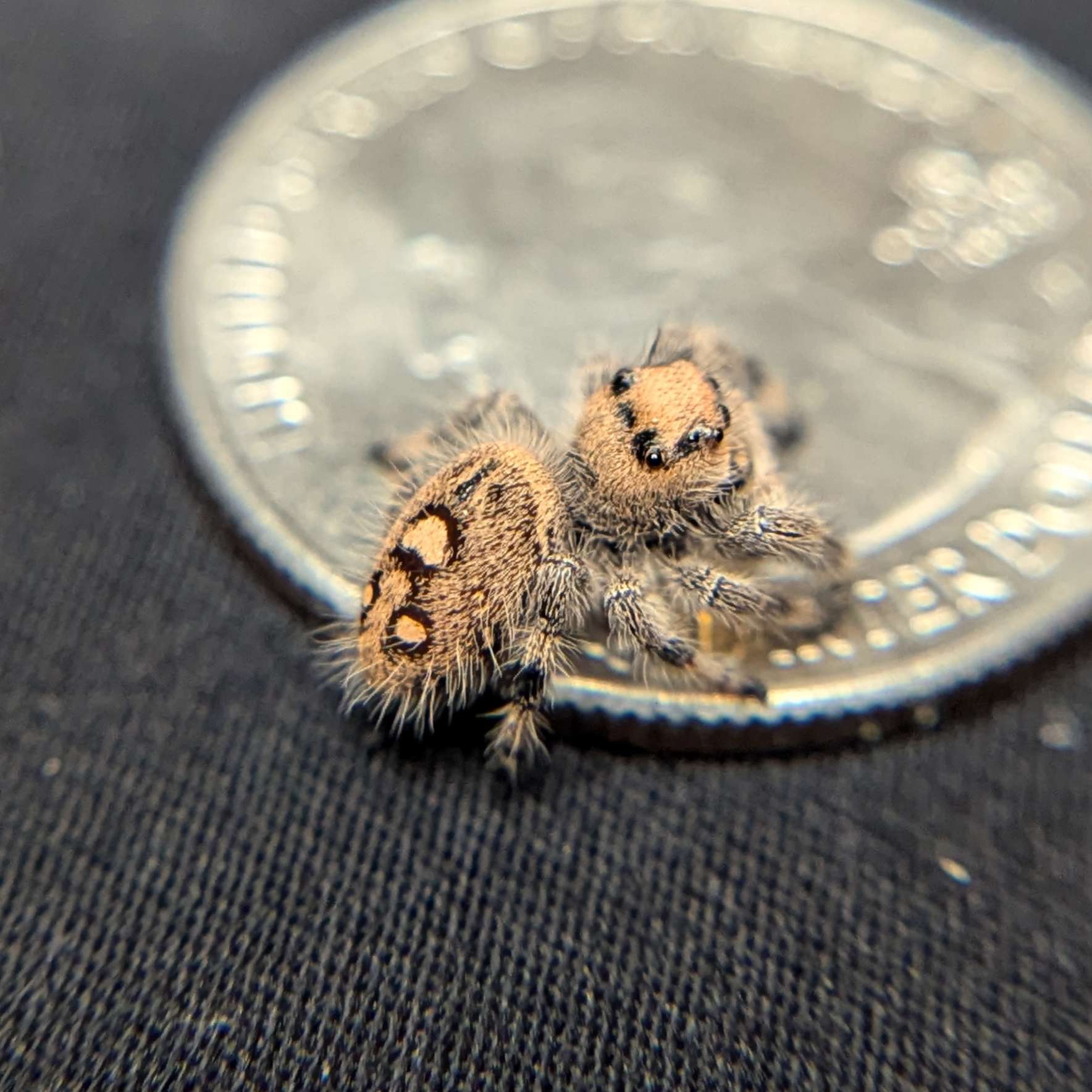 Regal Jumping Spider "Berry"