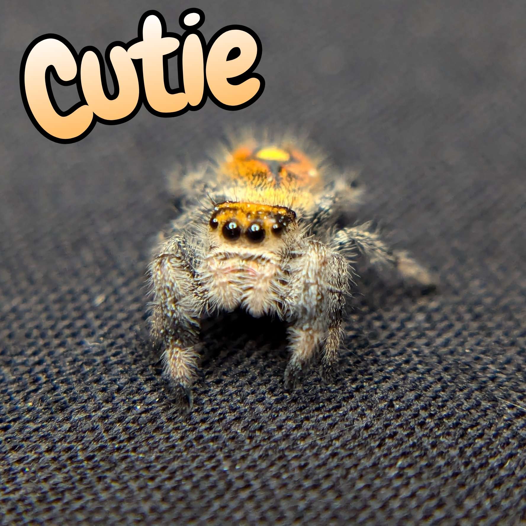 Jumping spider for sale, cutie