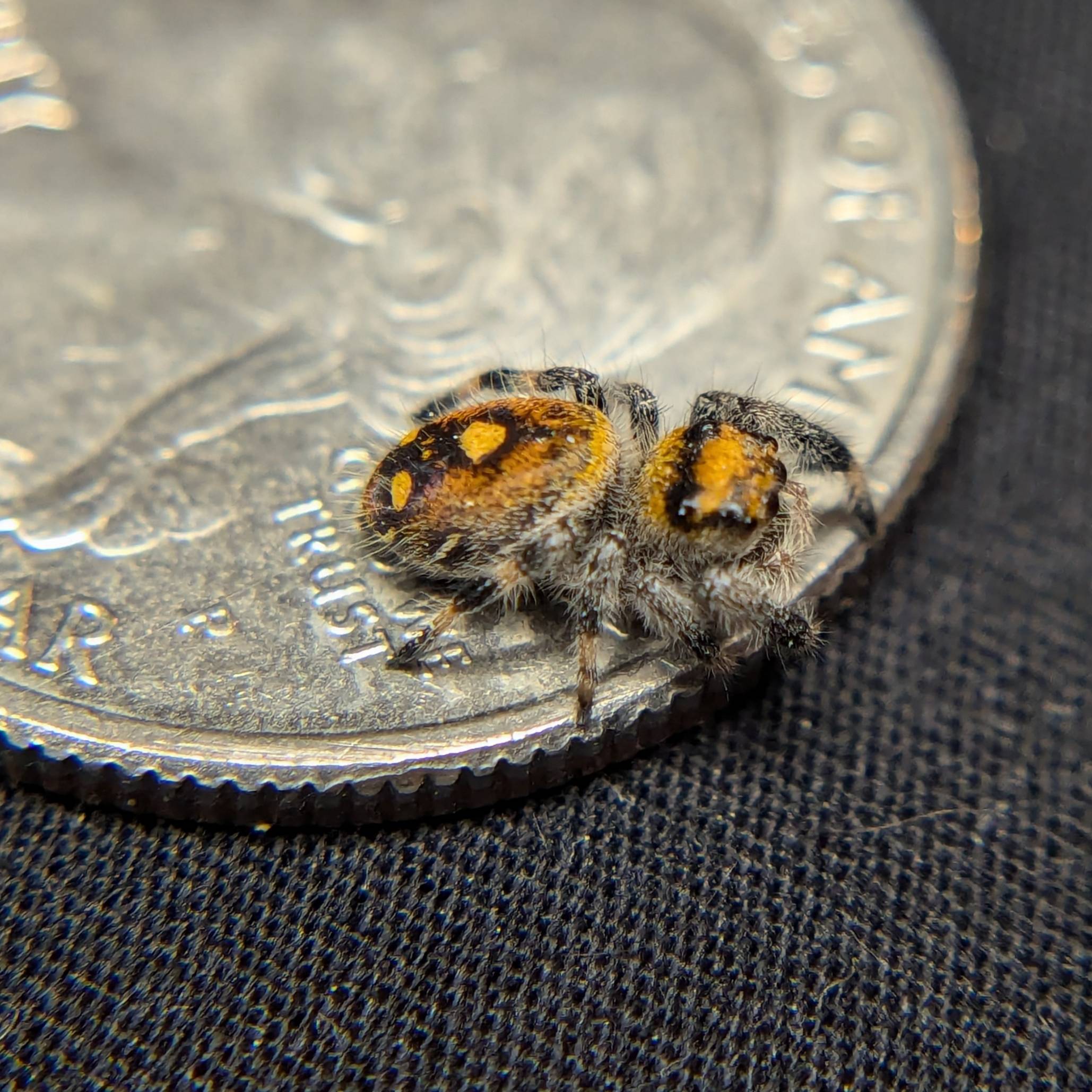 Regal Jumping Spider "Cutie"
