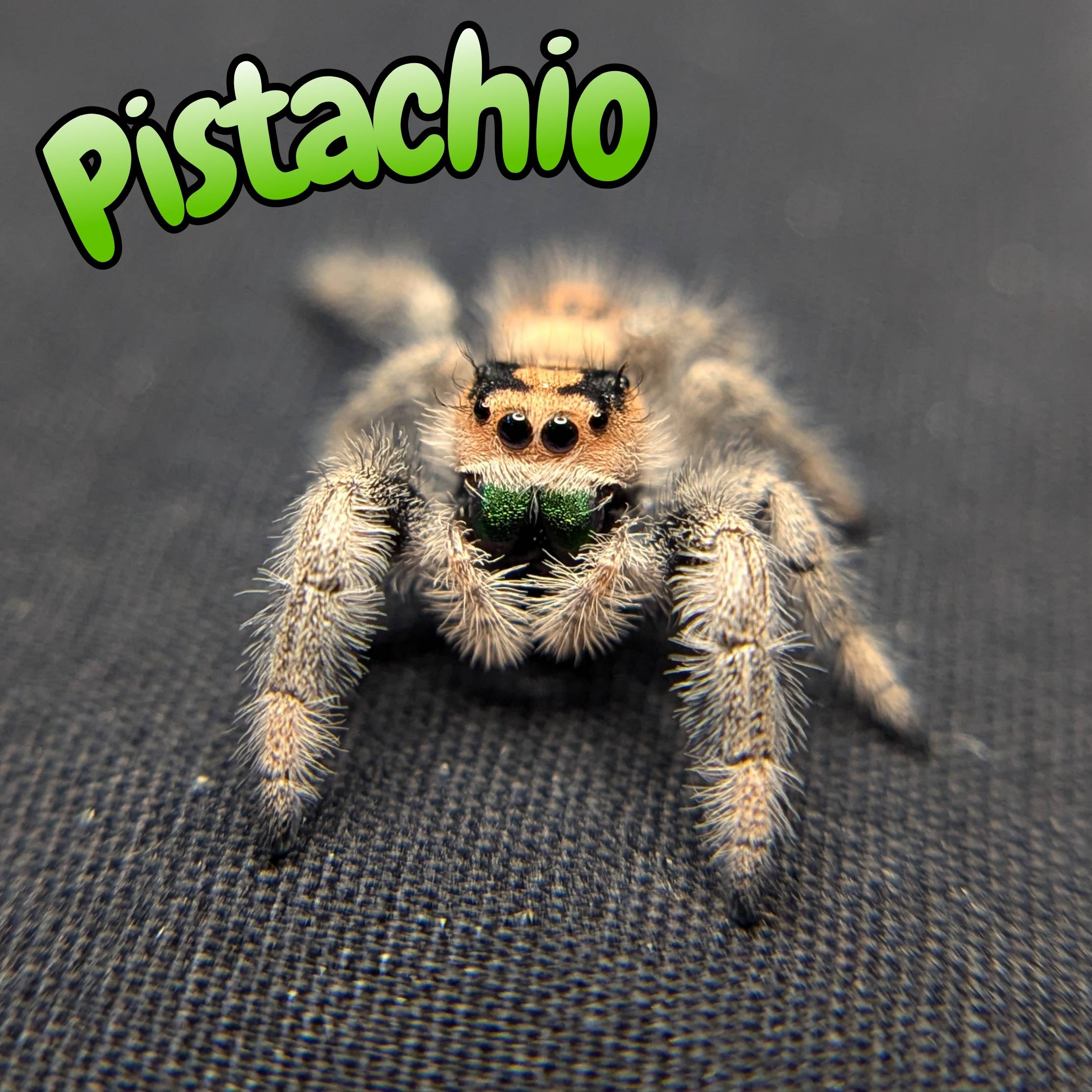 Regal jumping spider for sale pistachio