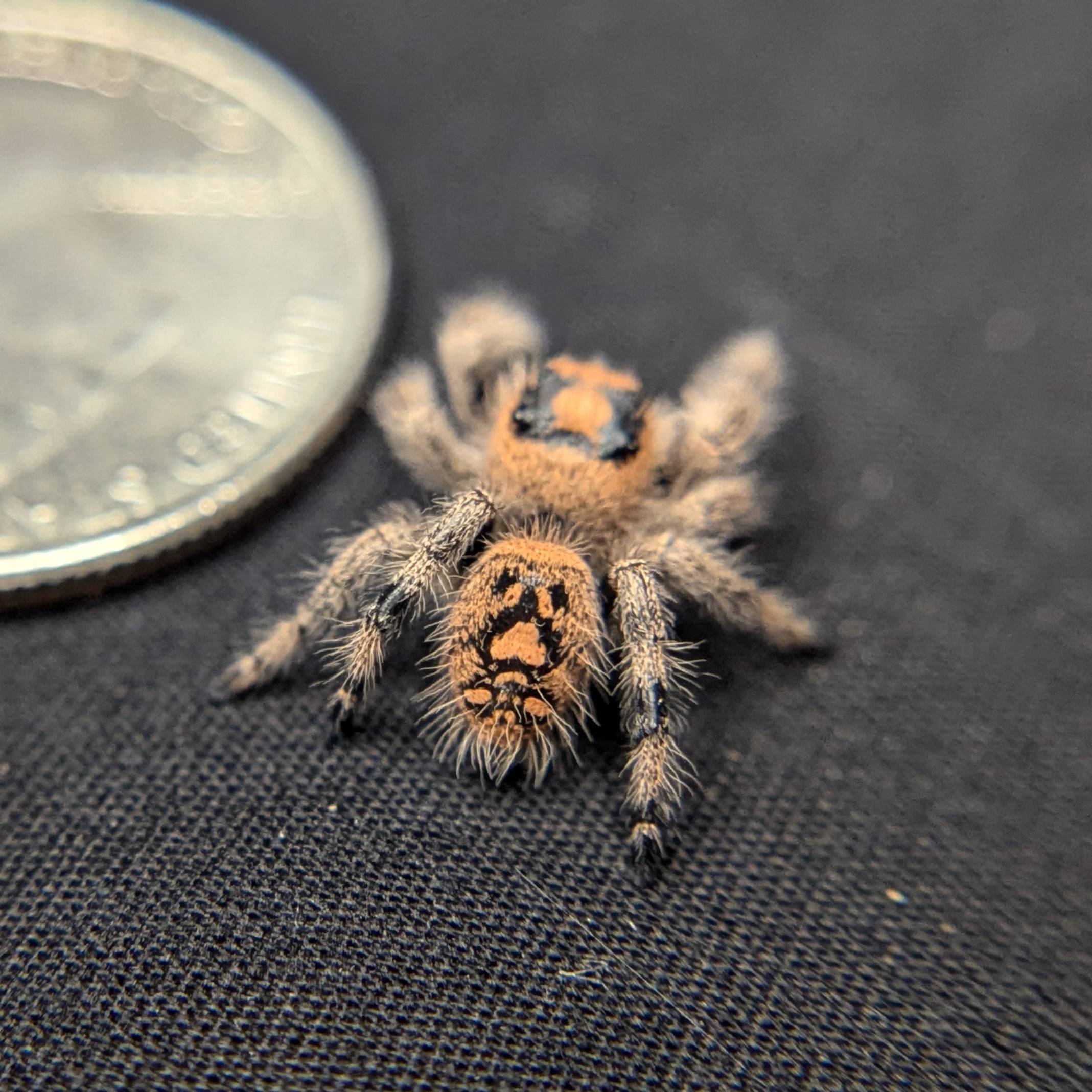 Regal Jumping Spider "Pistachio"
