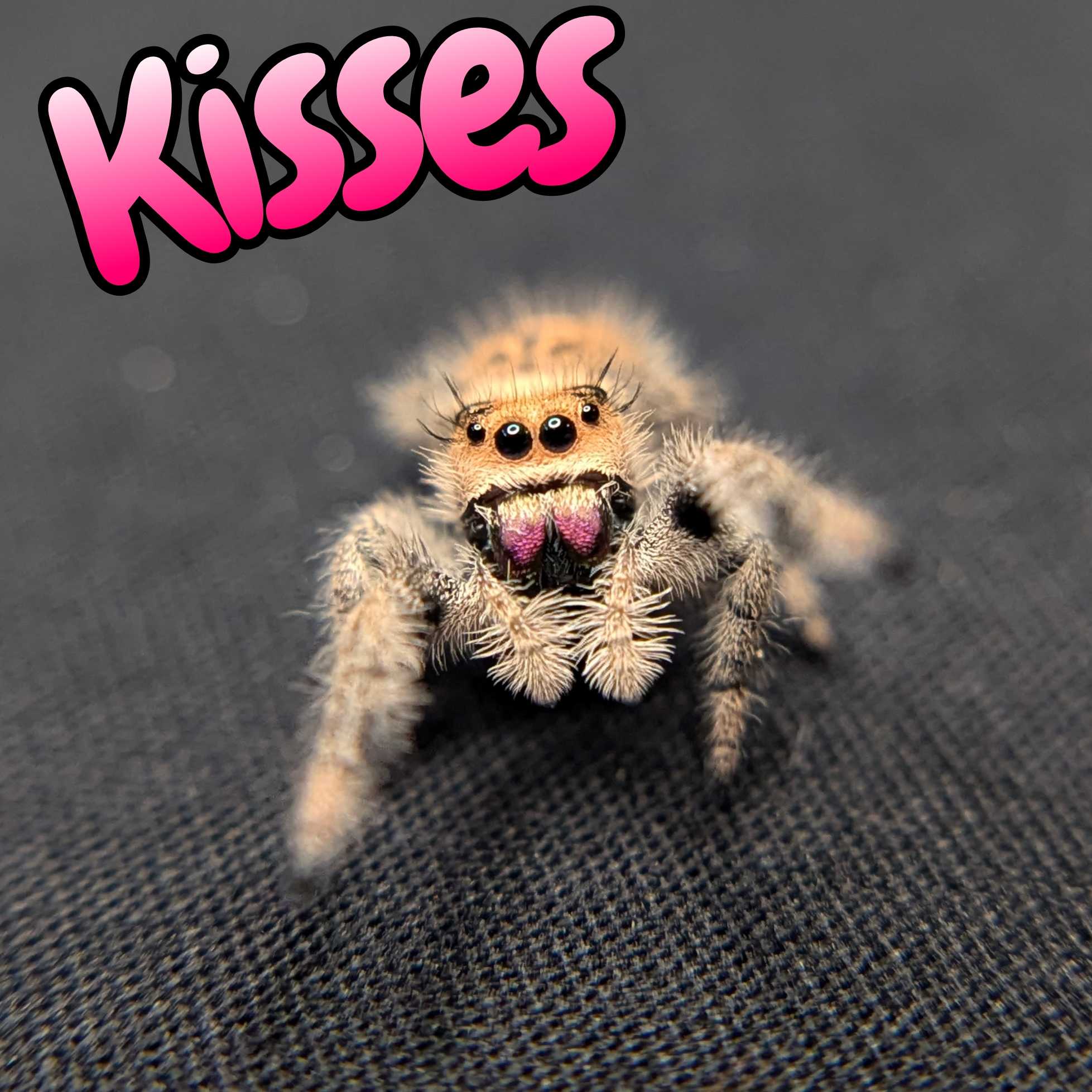 Jumping spider for sale, kisses, front view