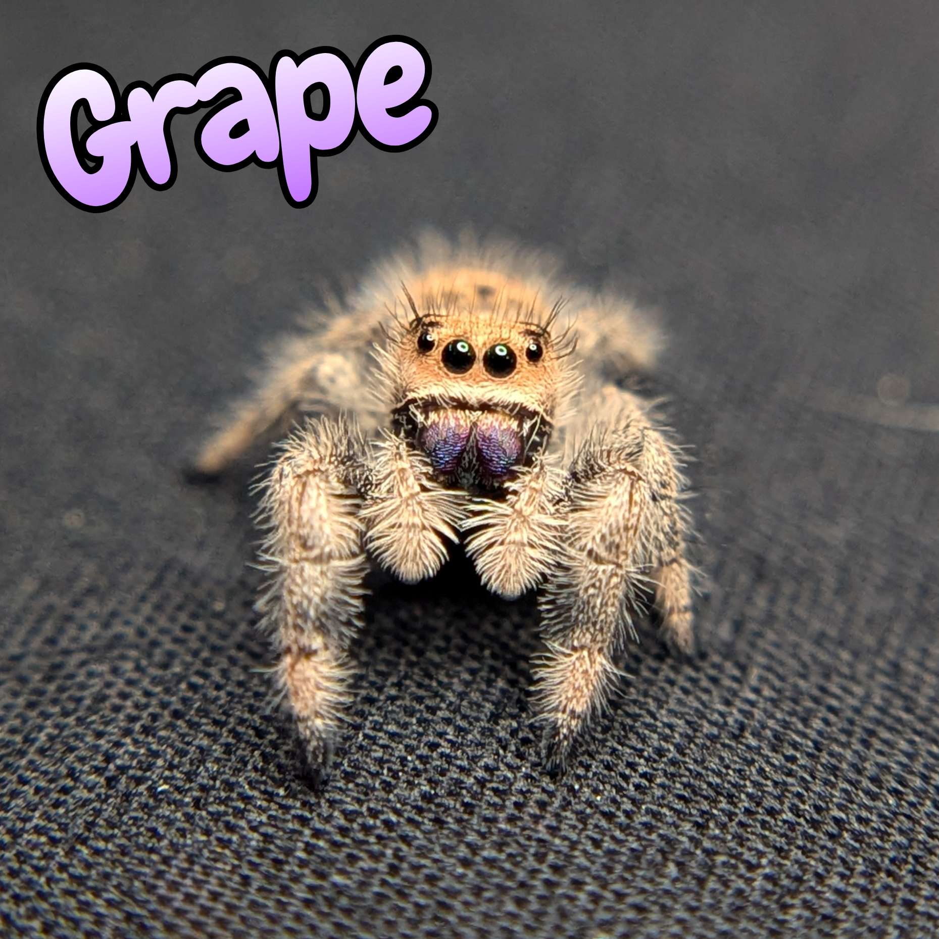 jumping spider for sale grape