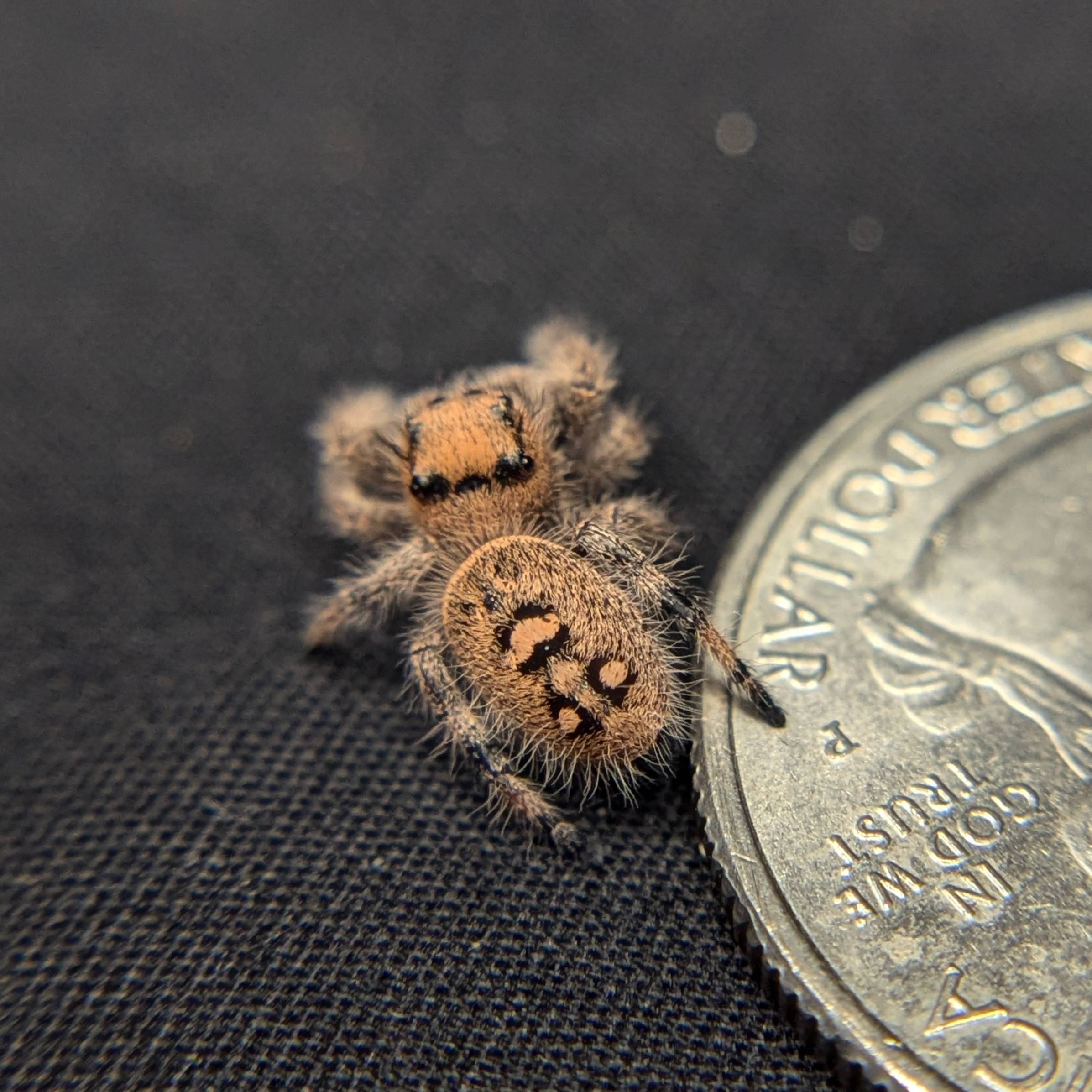 Regal Jumping Spider "Grape"