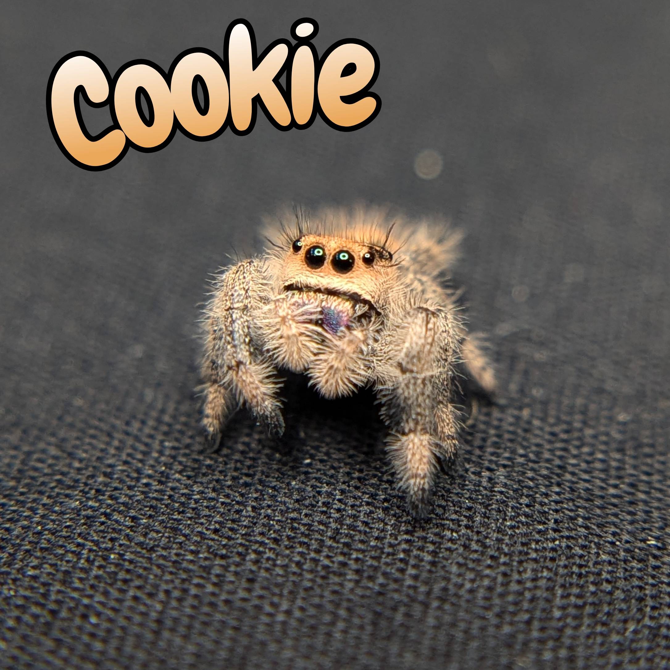 jumping spider for sale, cookie